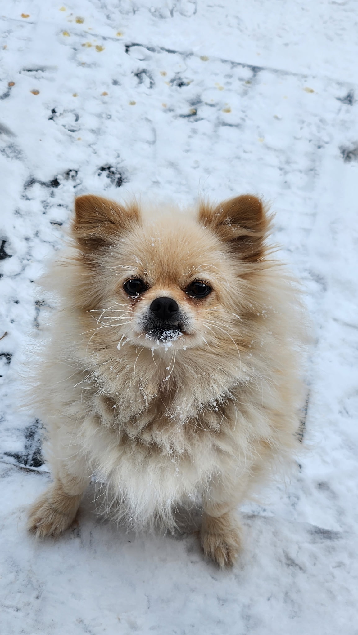Photo of Shitzu/Pomeranian Puppies for sale