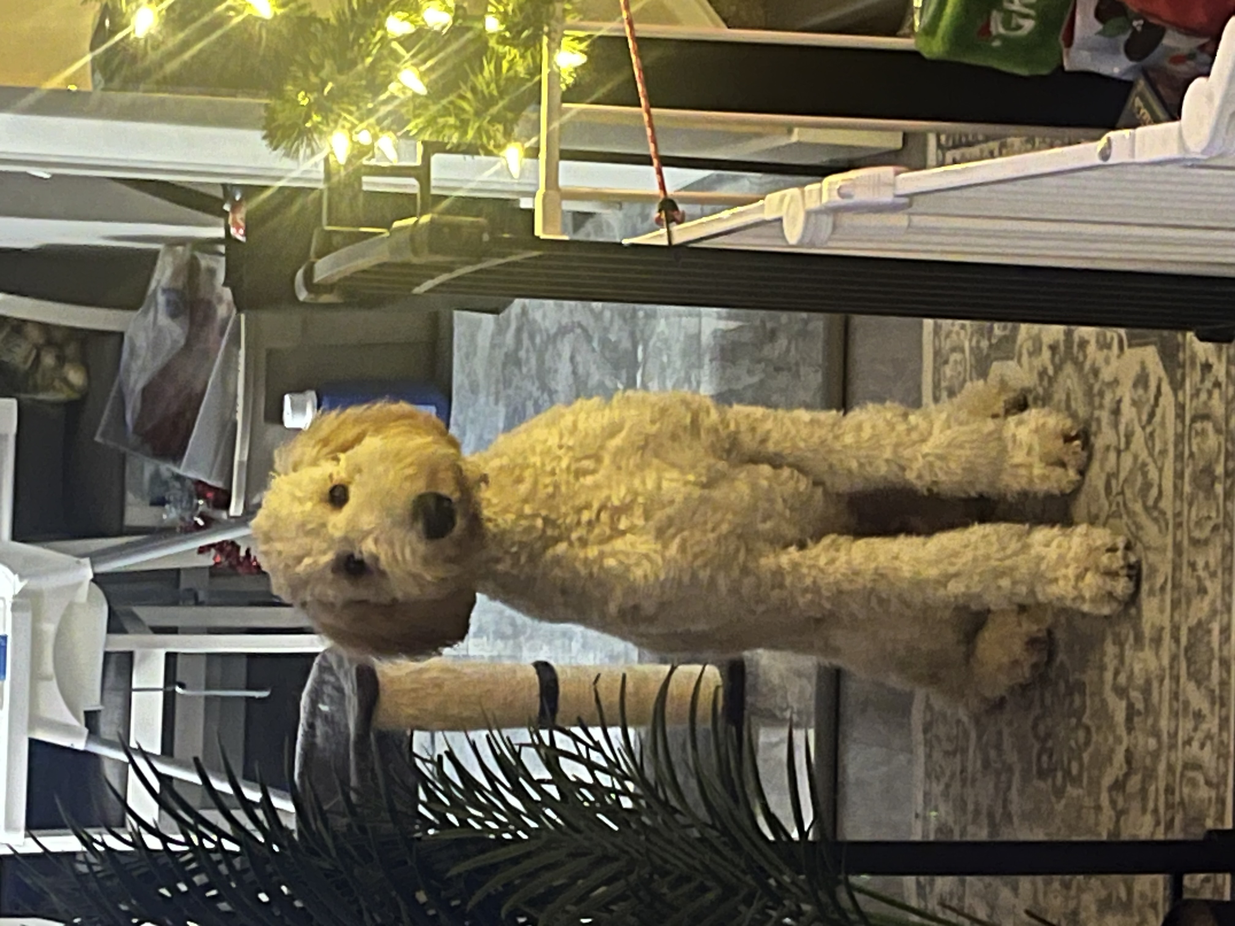 Photo of 1 year old, intact male golden doodle