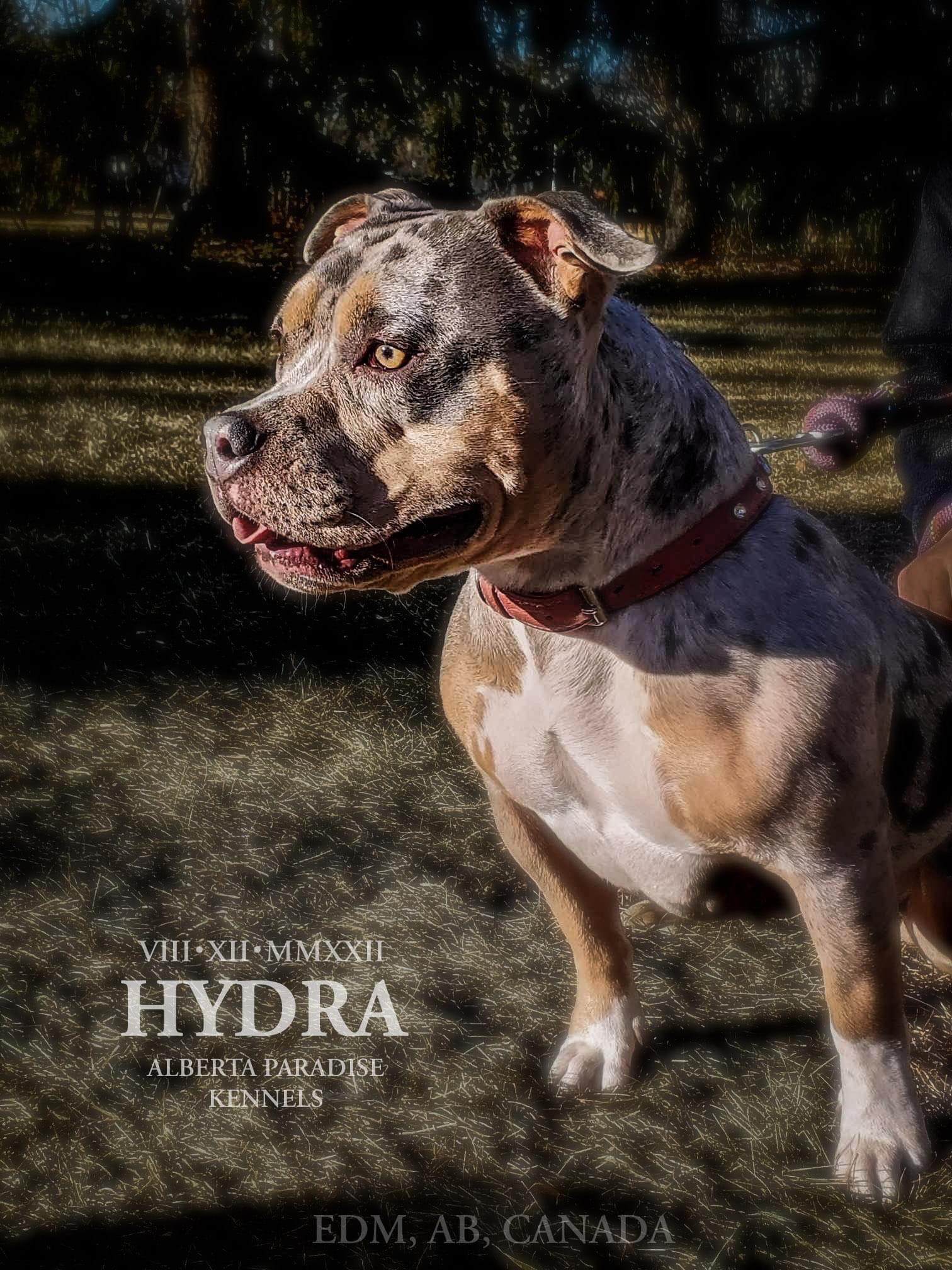 Photo of American Pocket Bullies