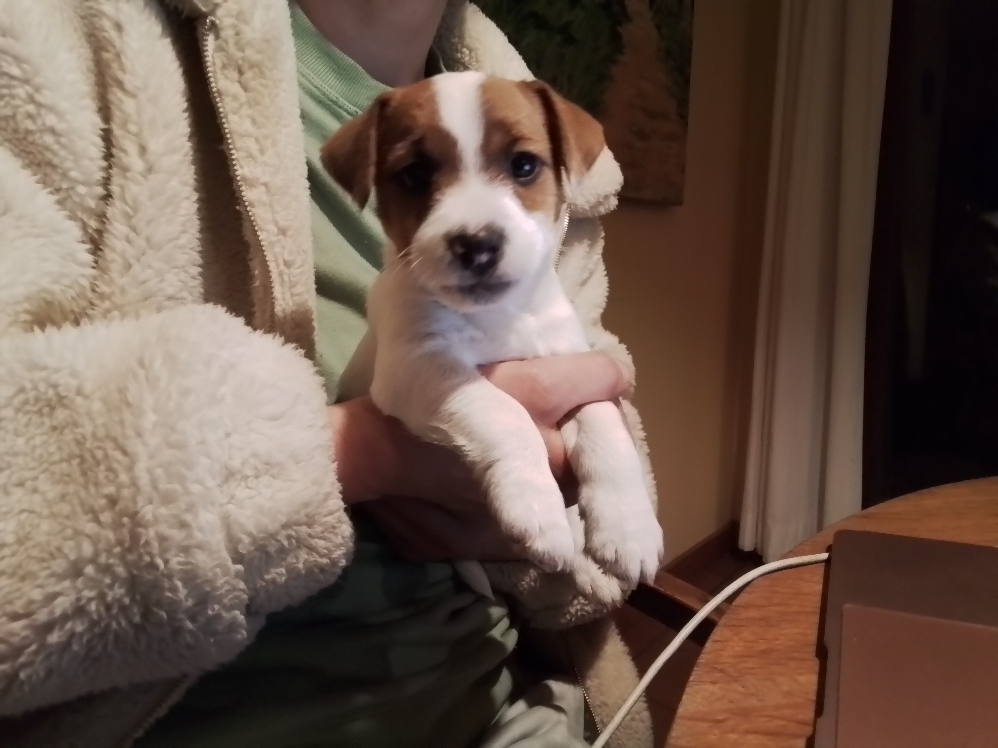 Photo of Jack russell pups ready to rehome April 19