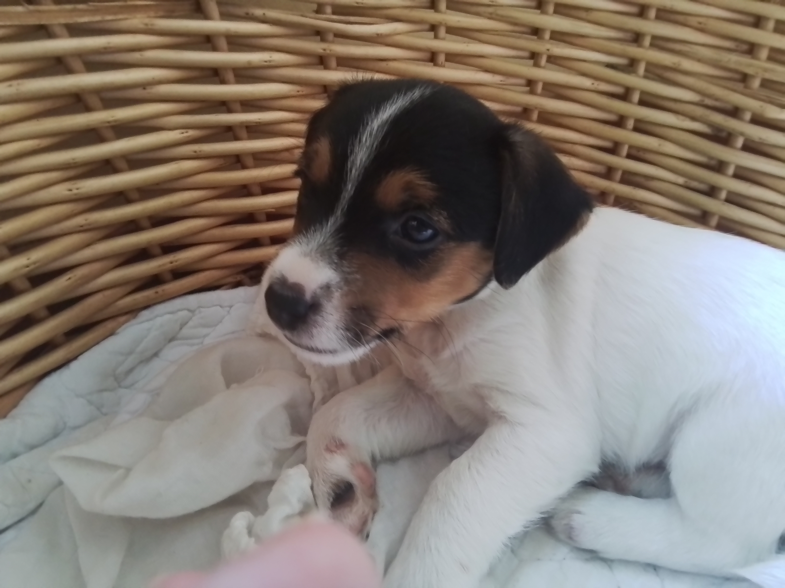 Photo of Jack russell pups ready to rehome April 19