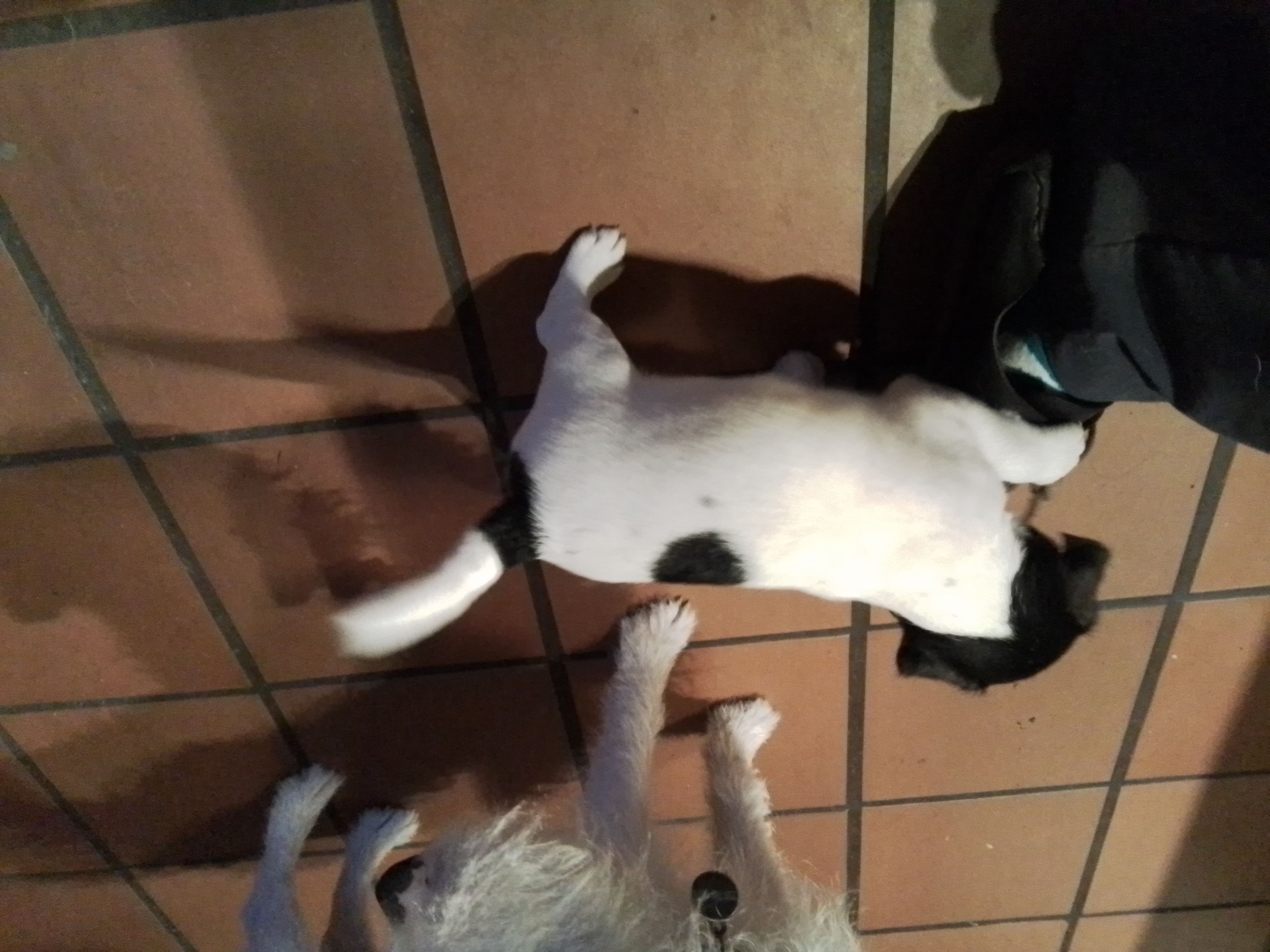 Photo of Jack russell pups ready to rehome April 19