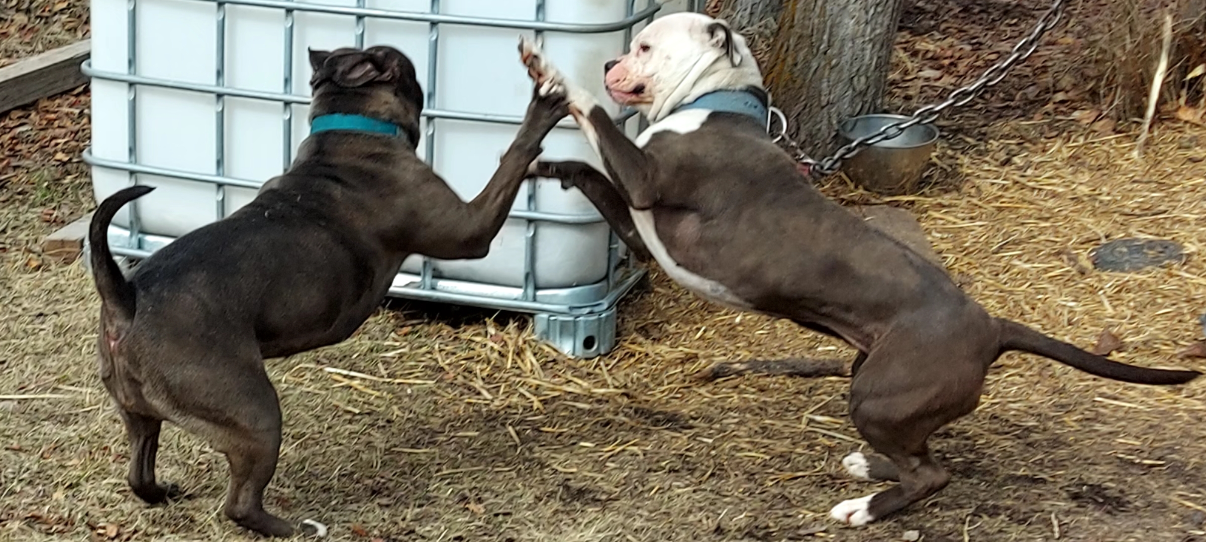 American Bullies - 11 - 1744098825259_Screenshot_20250407_173527_Gallery