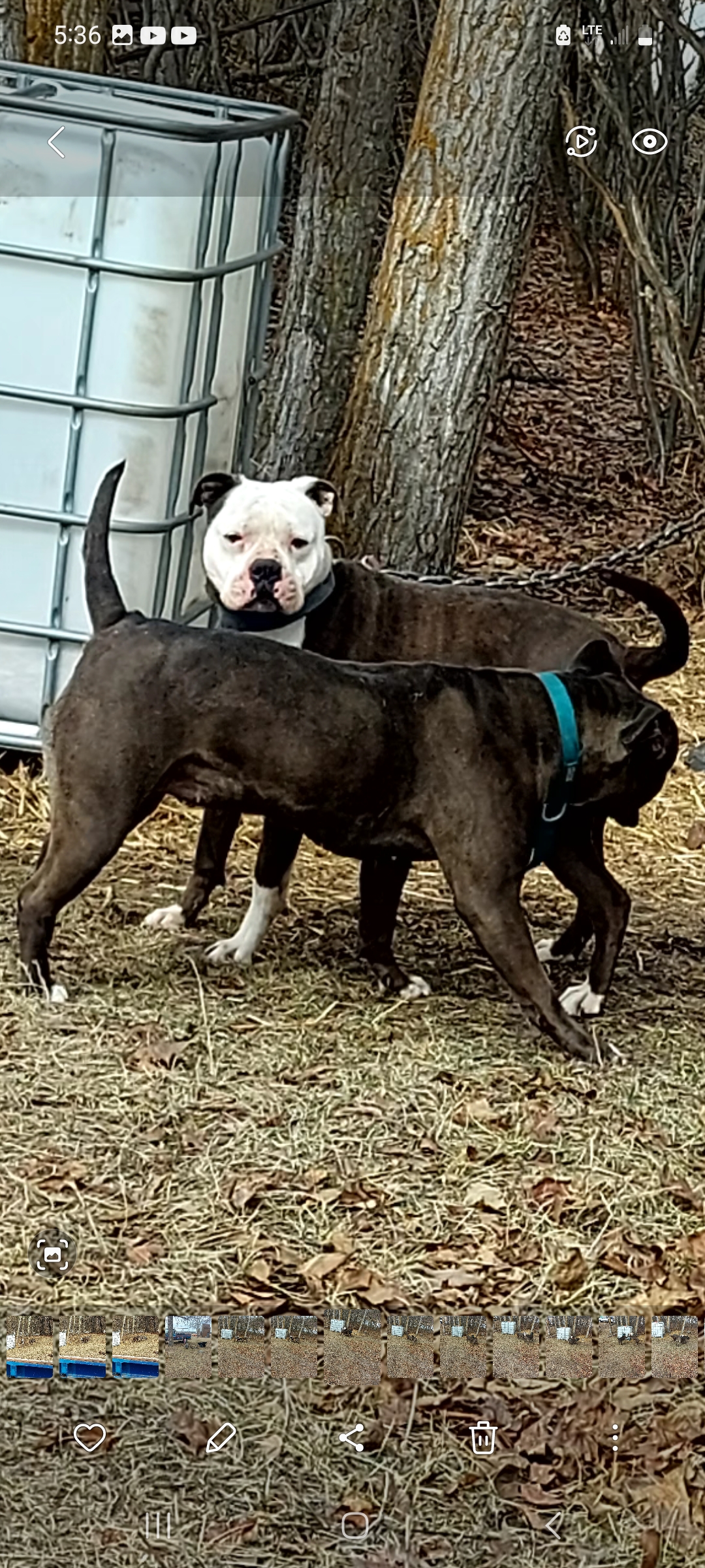American Bullies - 10 - 1744098825259_Screenshot_20250407_173600_Gallery