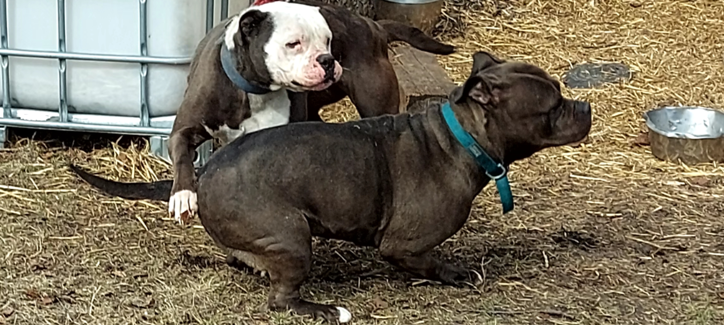 American Bullies - 9 - 1744098825259_Screenshot_20250407_173714_Gallery