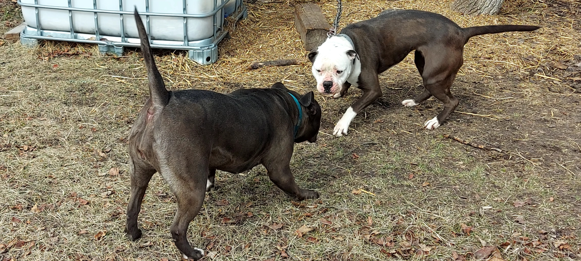 Photo of American Bullies