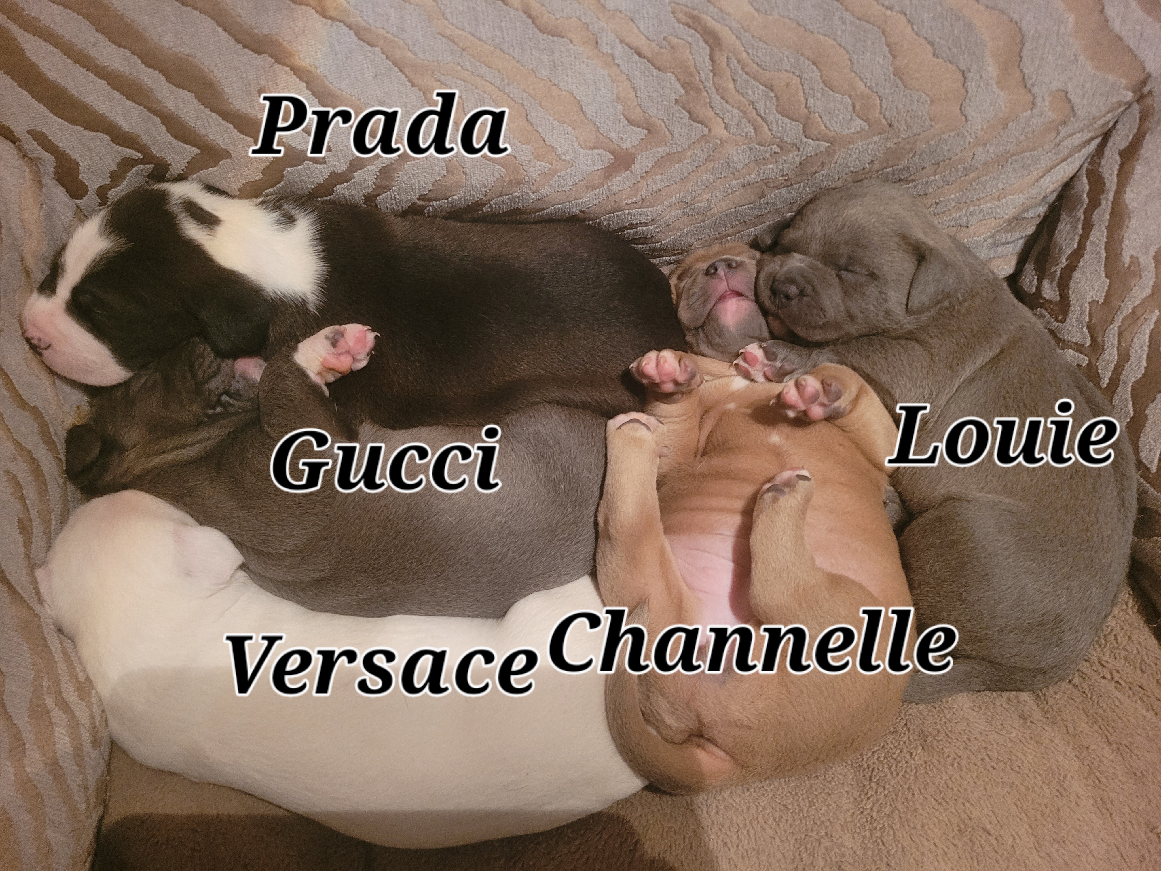Photo of American Staffordshire Terrior Puppies Ready for Their Forever Homes!**