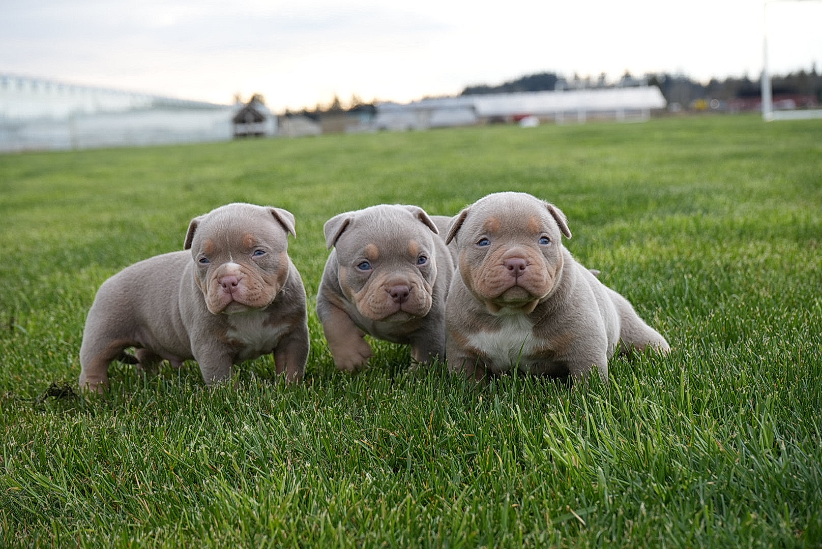 Photo of Amazing American Bullies 
