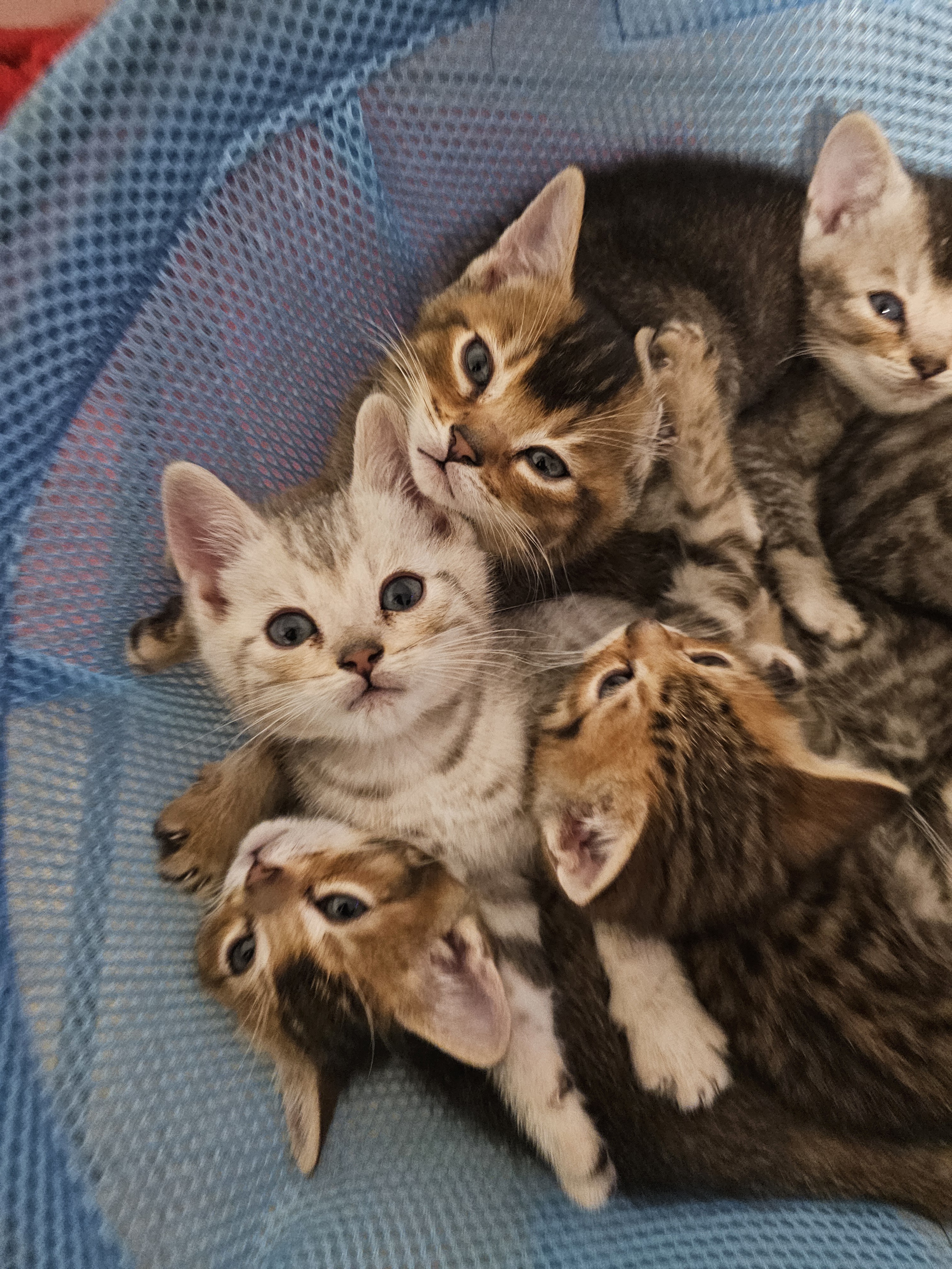 Photo of British short hair kittens!