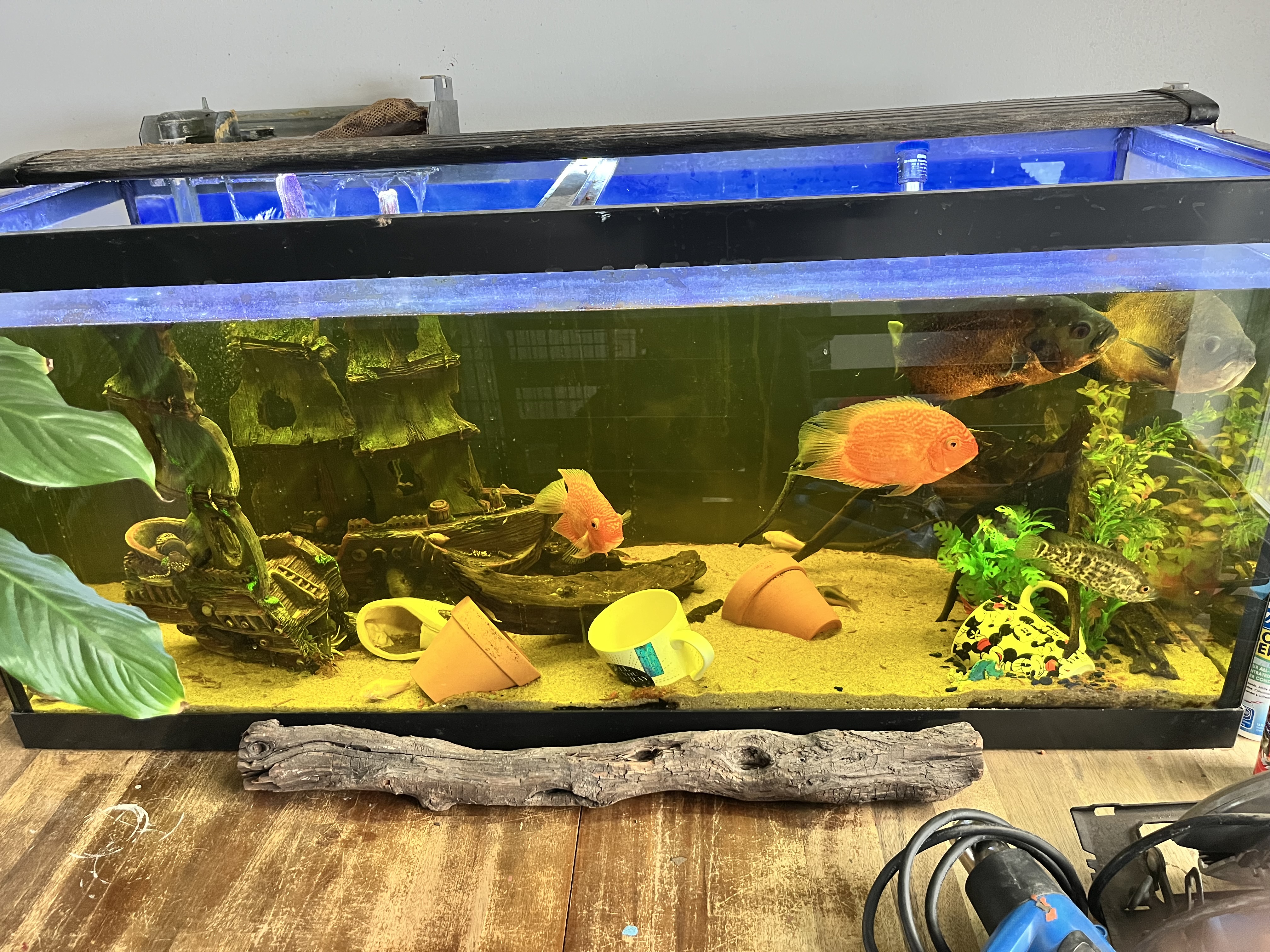 Photo of Fish and tank 