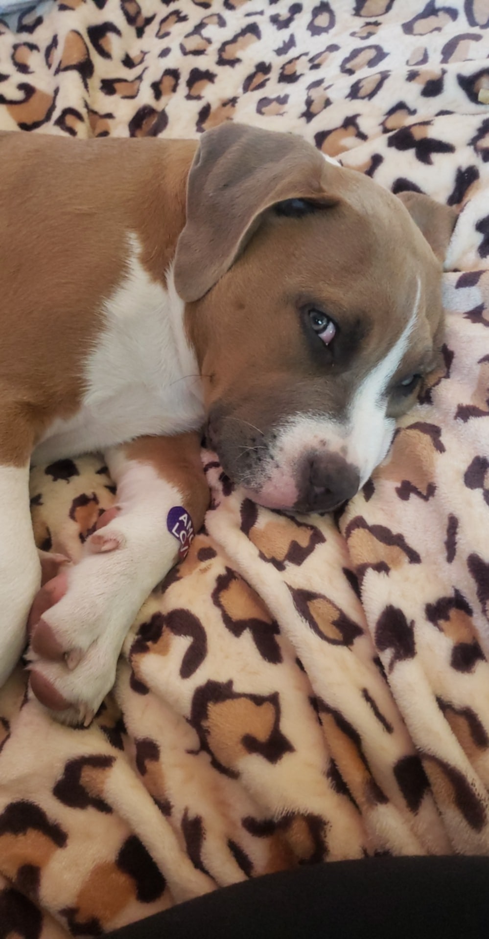 Photo of Urgent need 2 find home  15 week pitbull terrier.