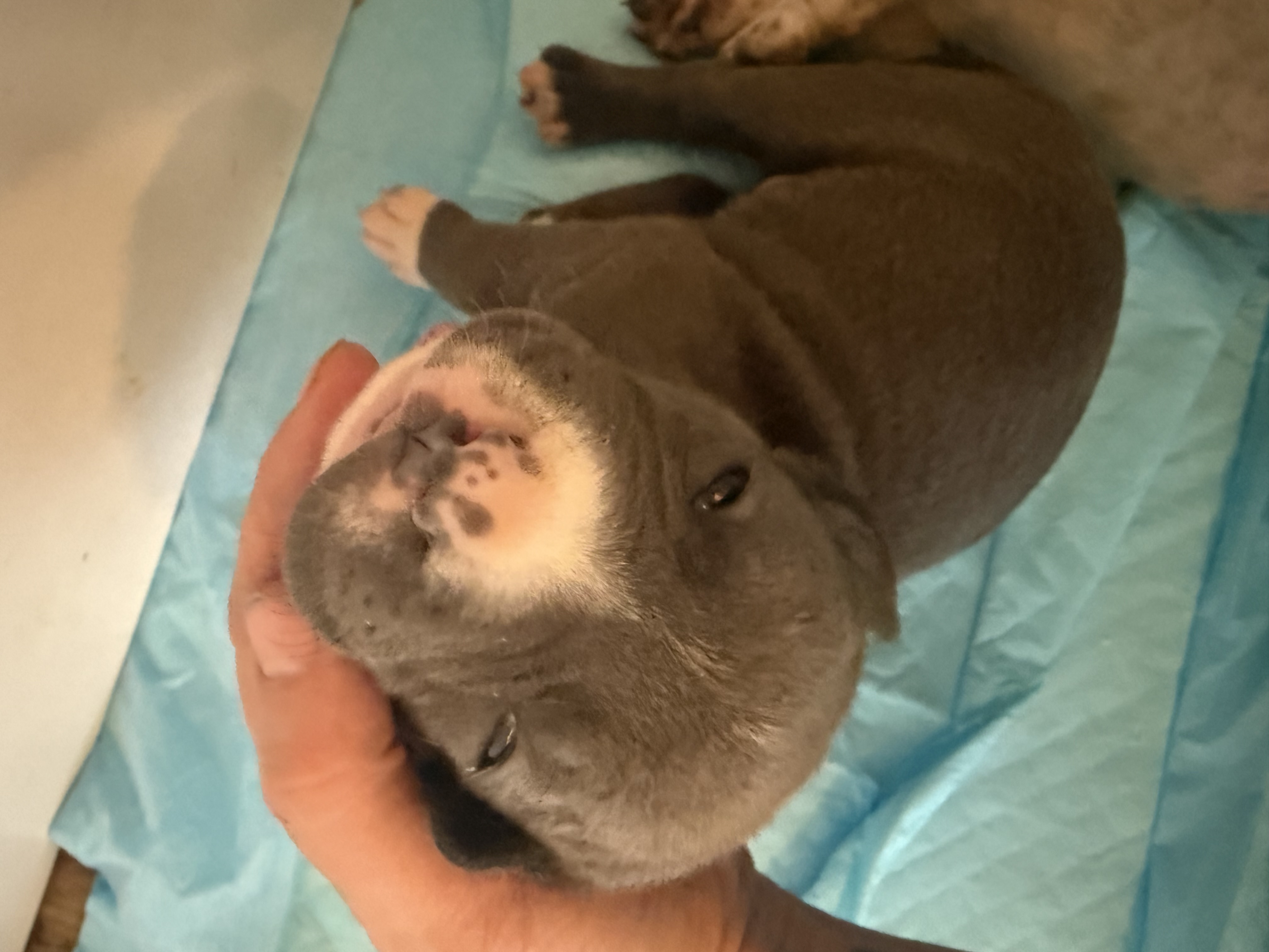 Photo of Purebred blue nose pitbulls forsale 