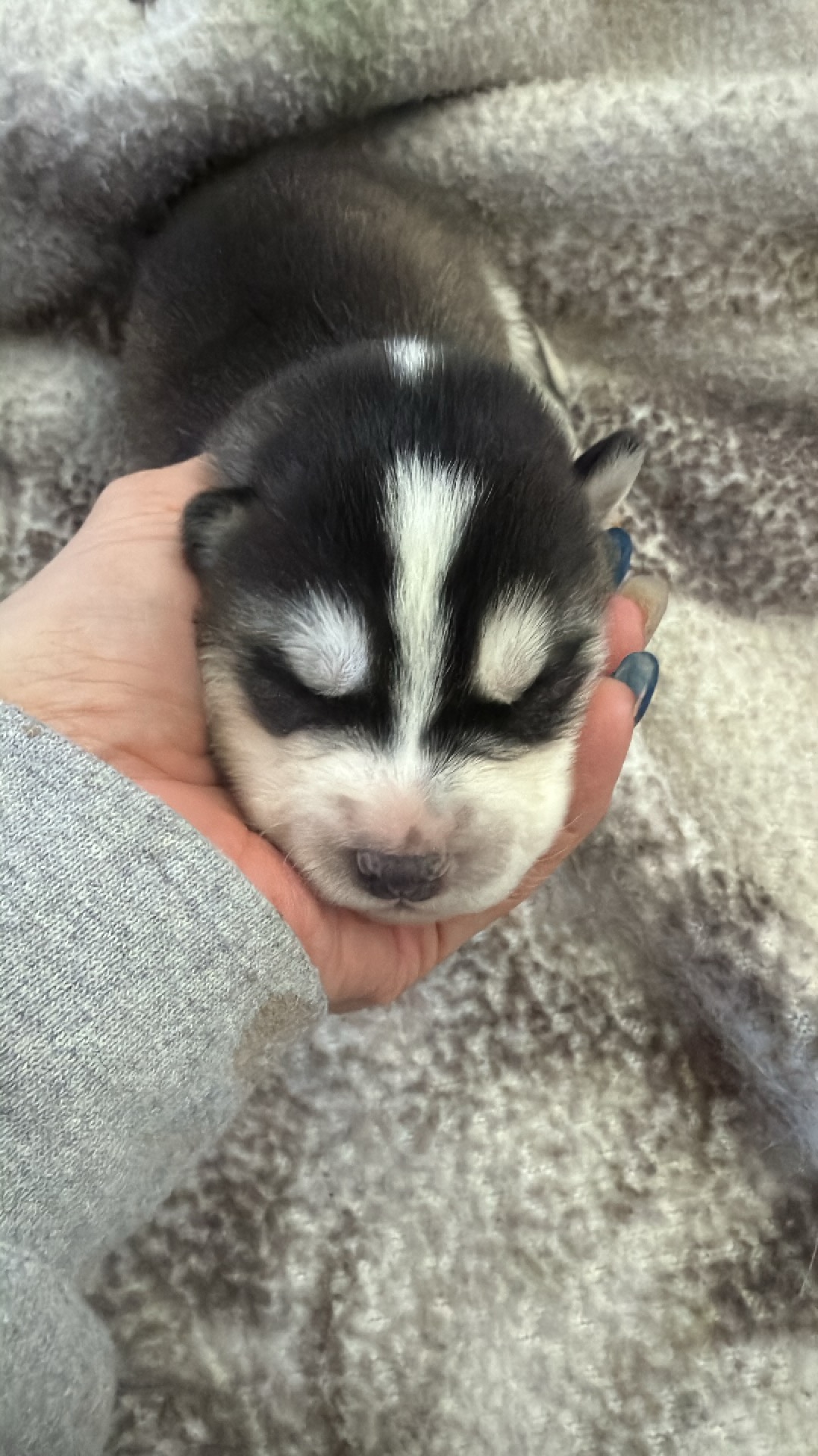 Photo of How cute are these pups 