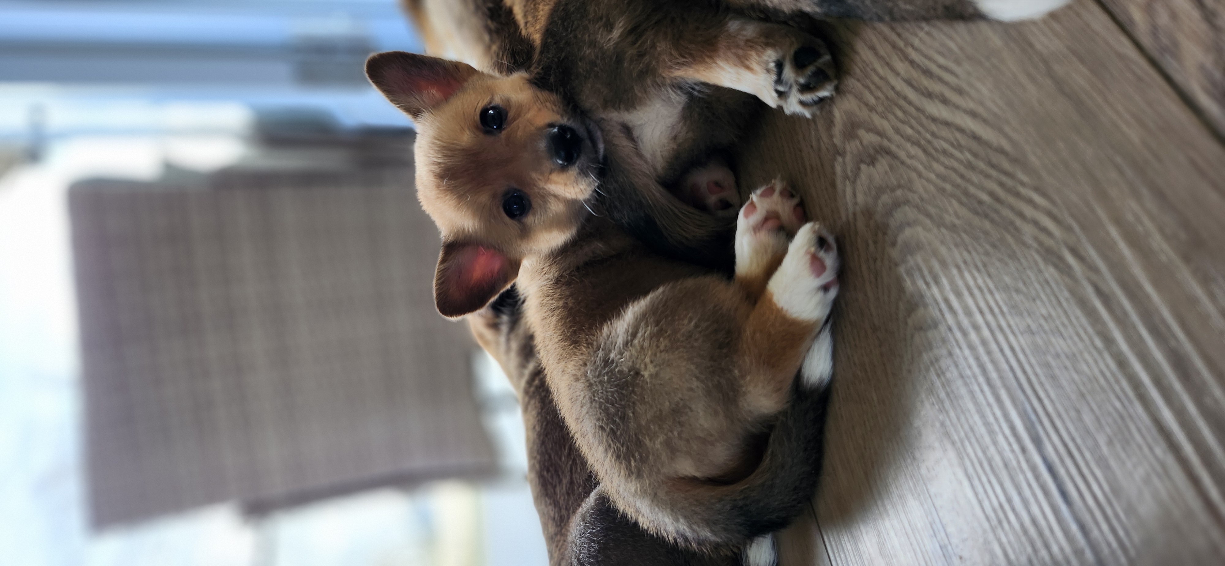 Photo of Cowboy Corgi Puppies