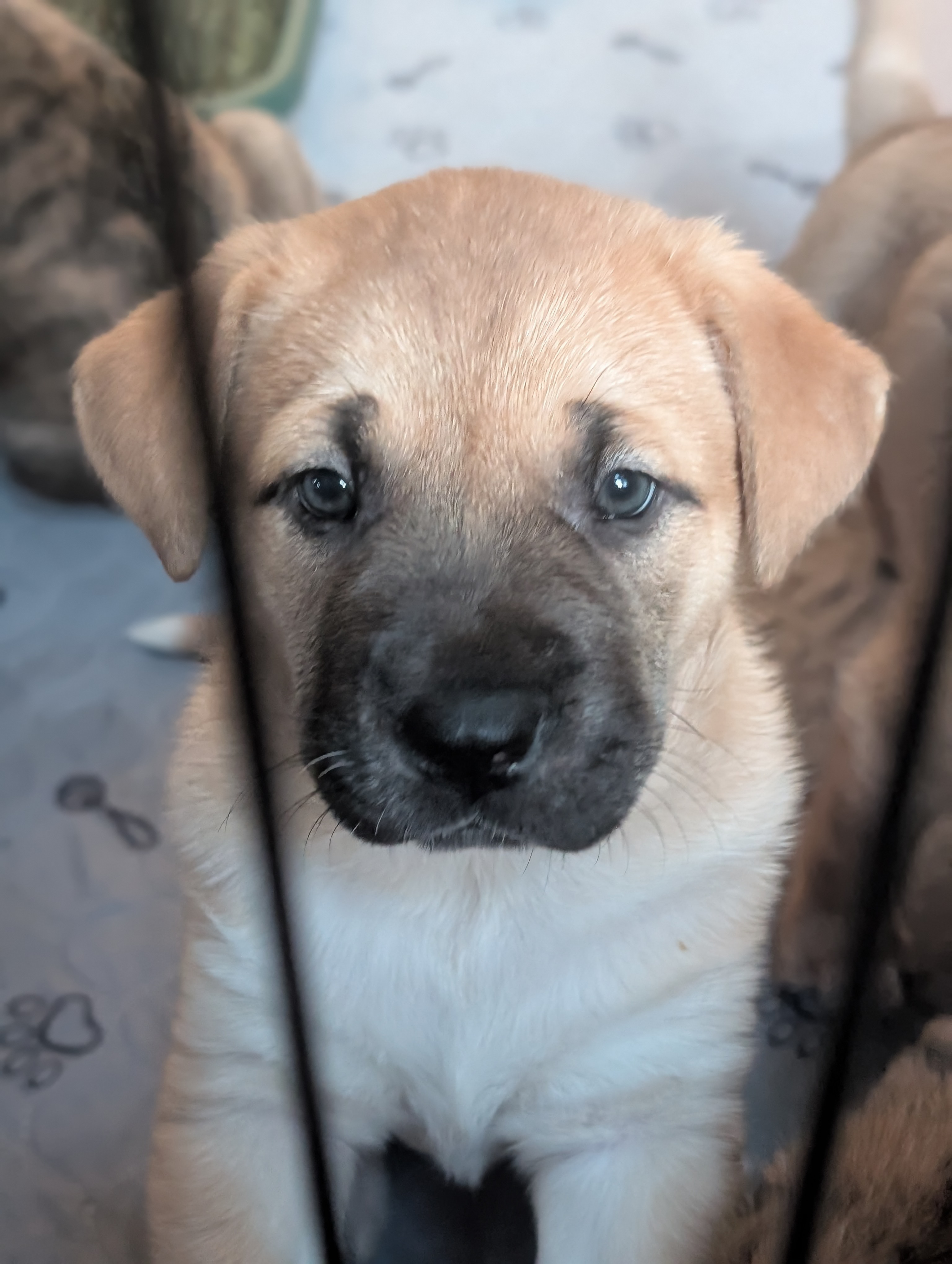 Photo of Mastiff Mix Puppies 
