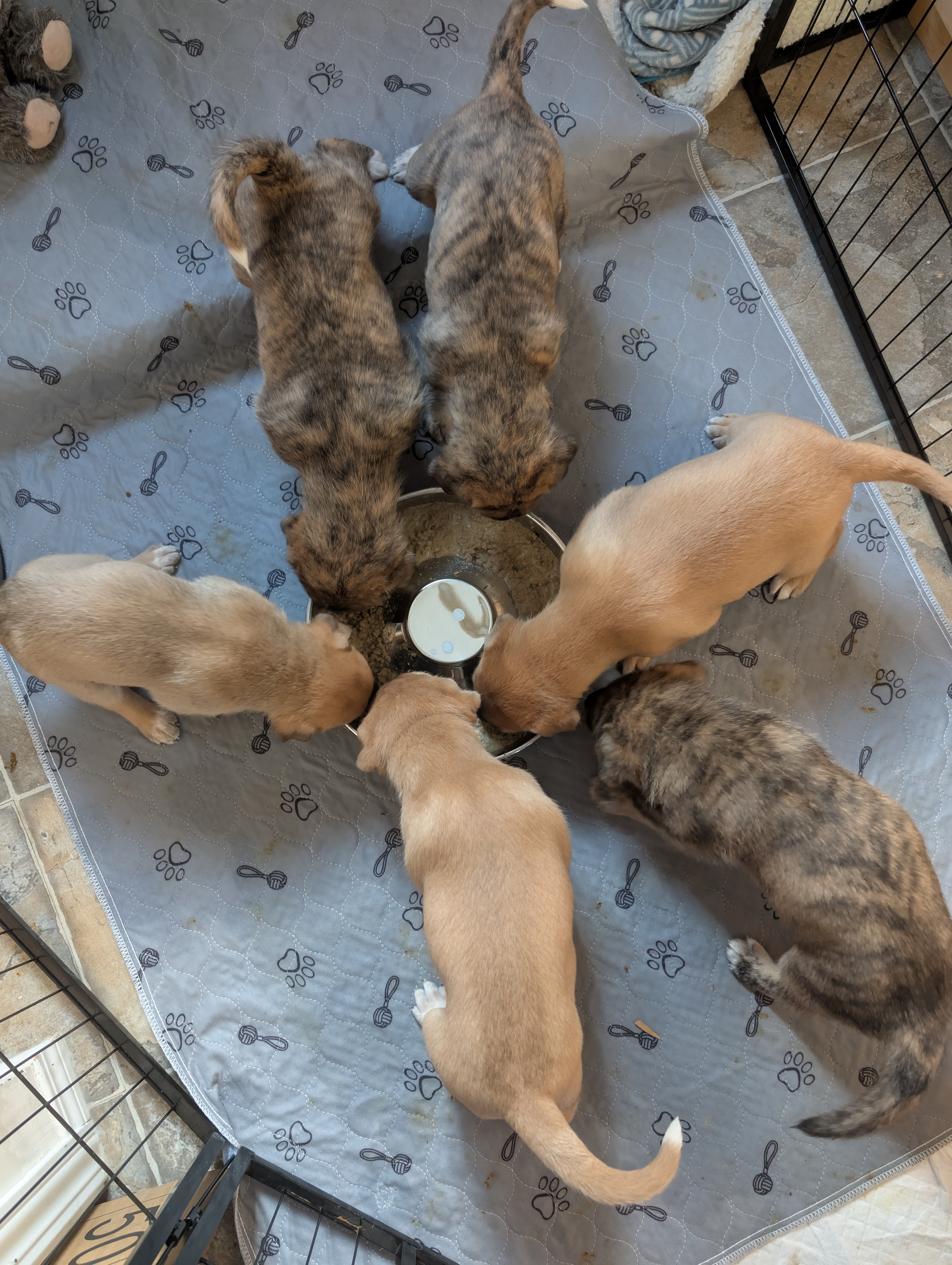 Mastiff Mix Puppies  - 7 - 1744486920469_1000004940