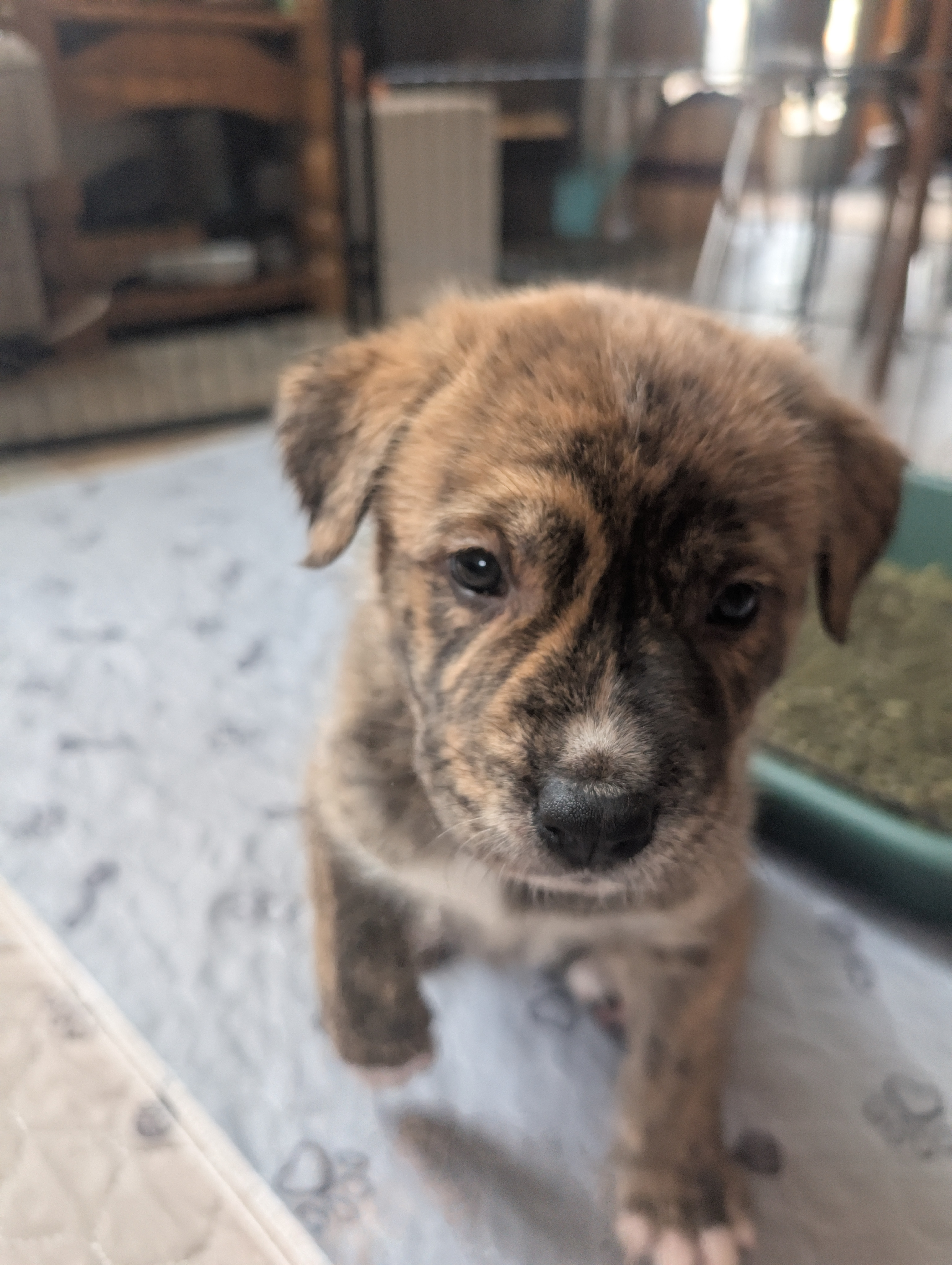 Mastiff Mix Puppies  - 6 - 1744486920469_1000005053