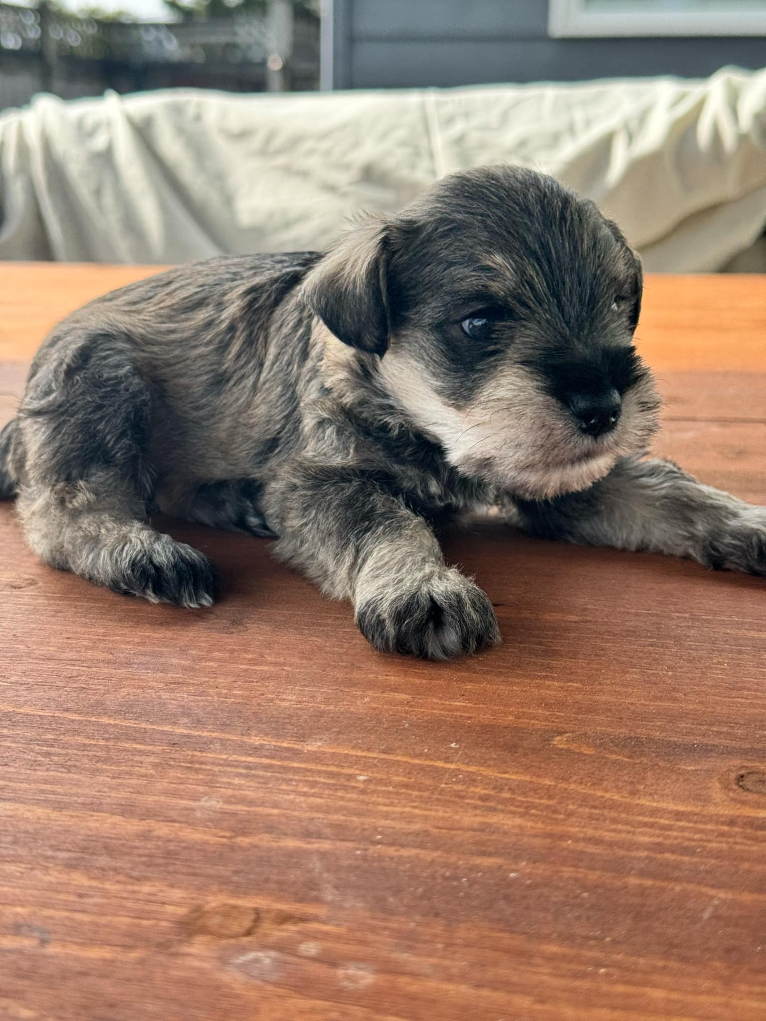 Photo of Mini Shnauzers for sale