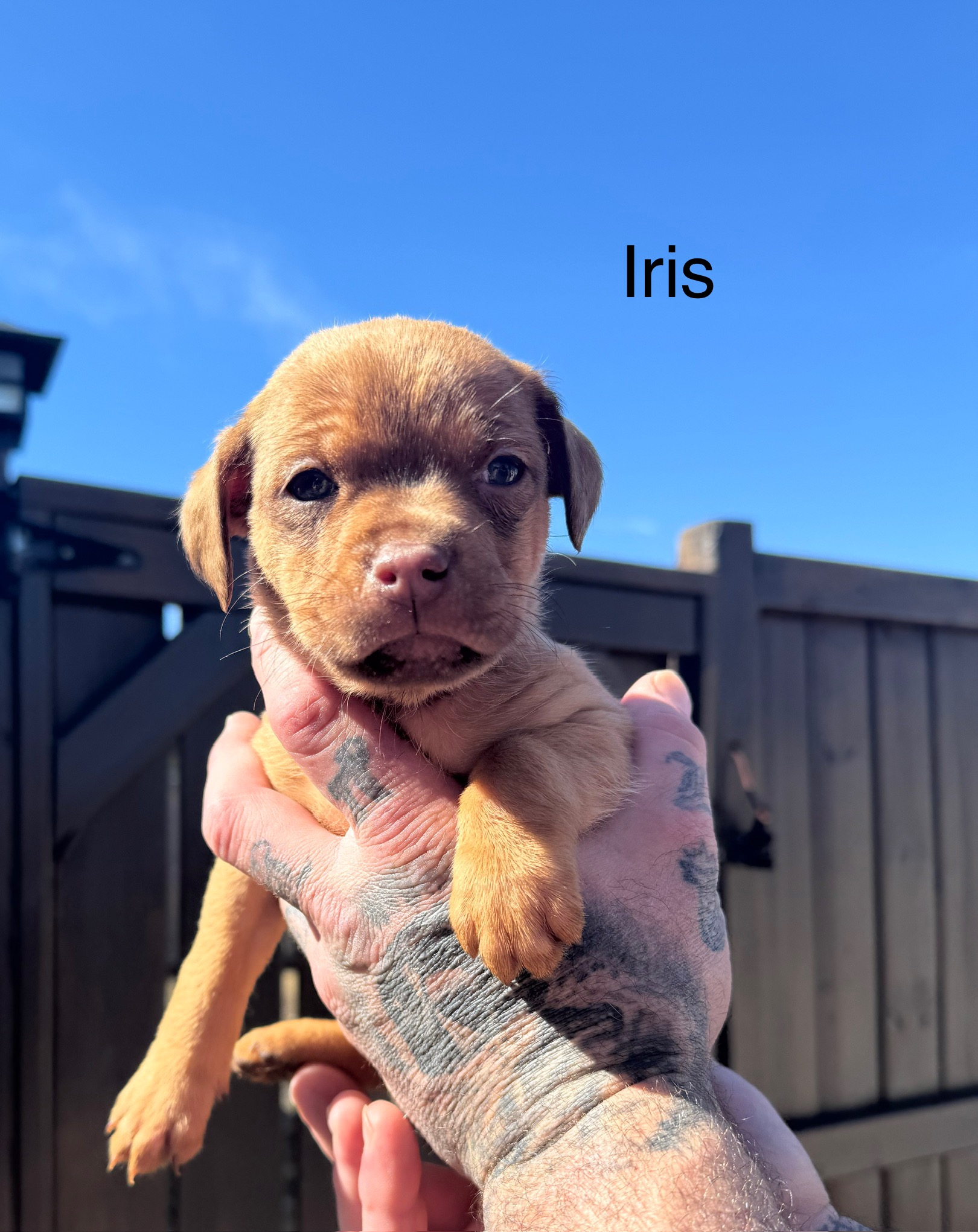 Photo of Adorable Spring Spaniel x Puppies