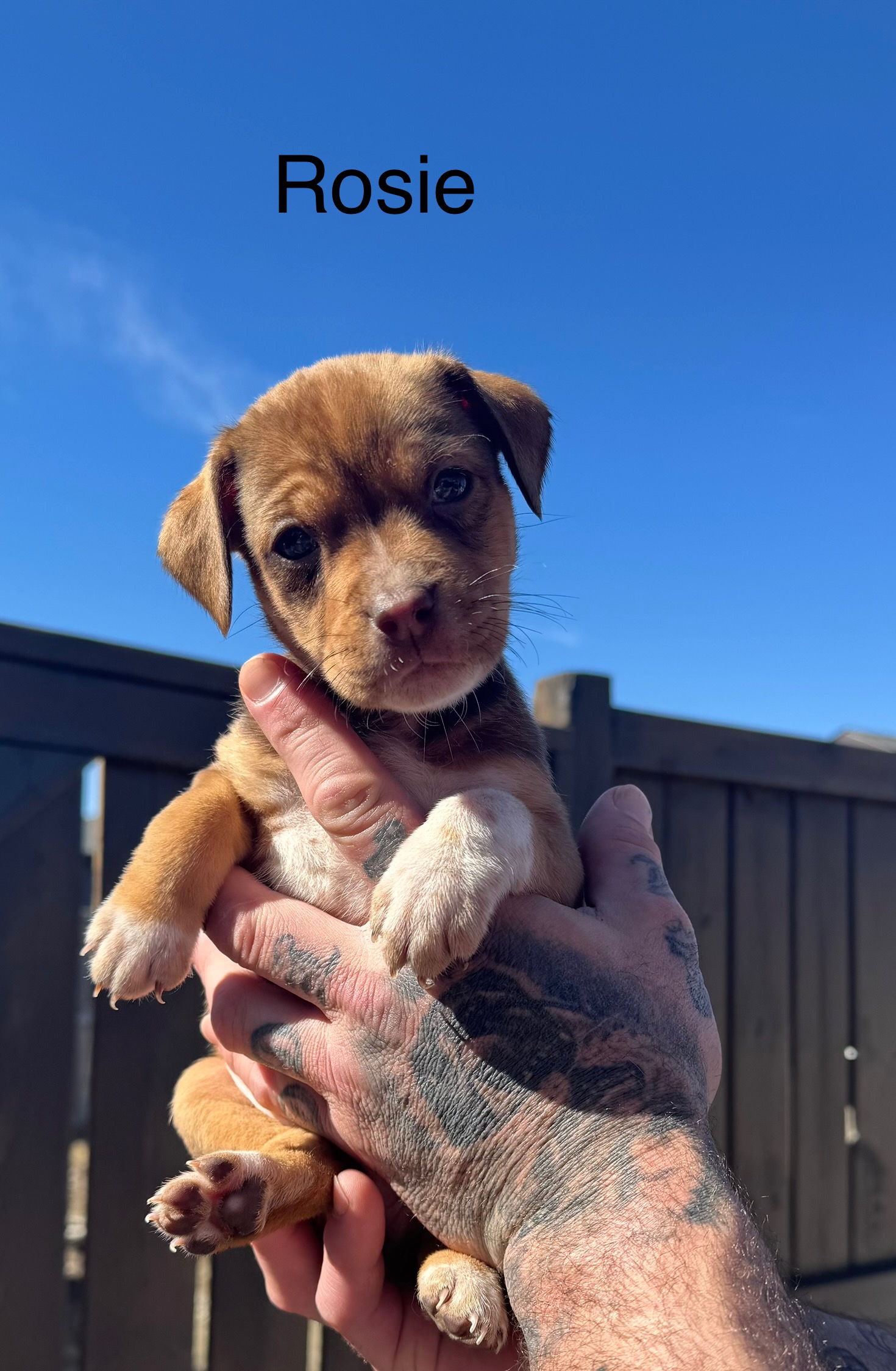 Photo of Adorable Spring Spaniel x Puppies