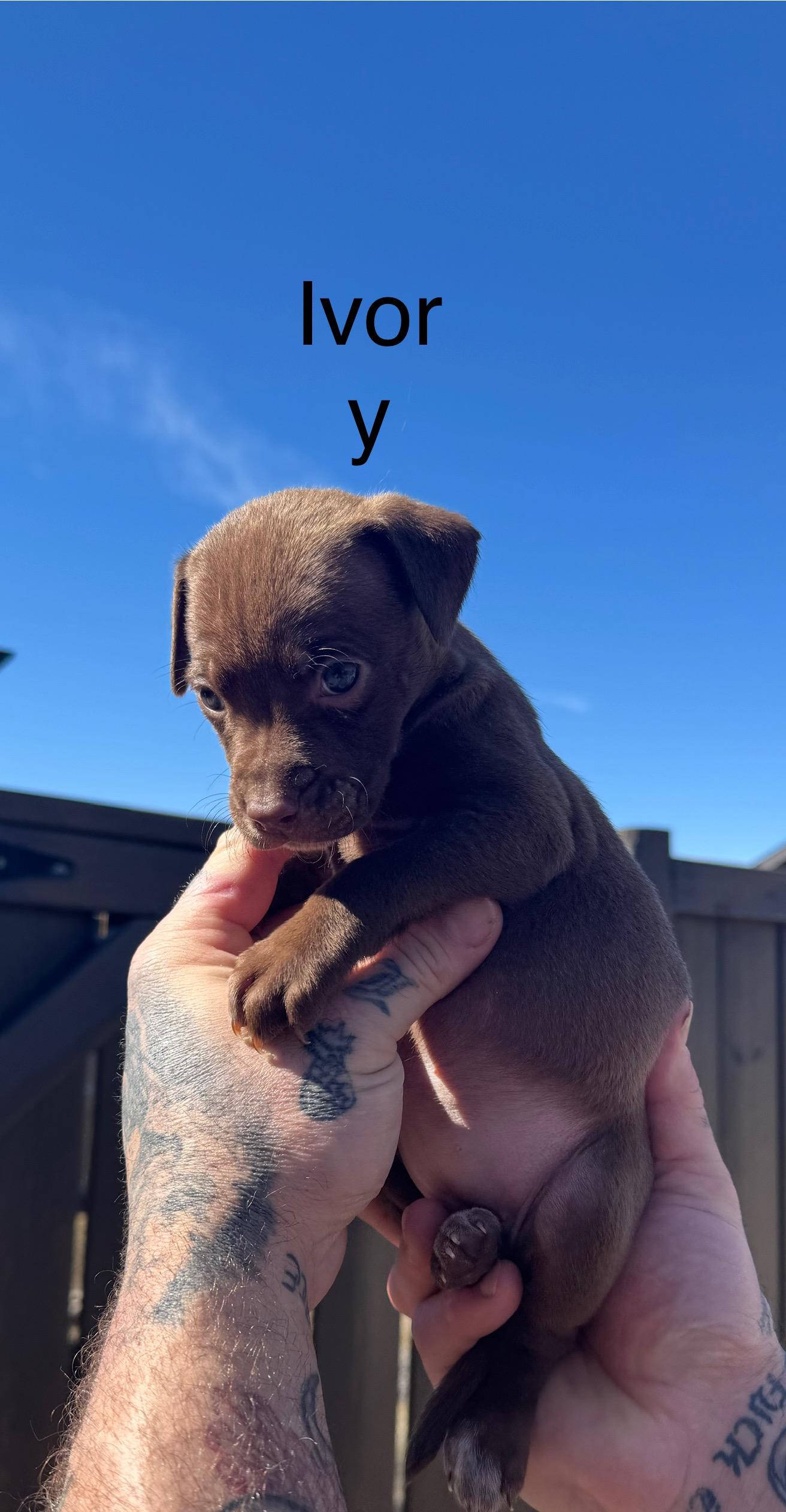Photo of Adorable Spring Spaniel x Puppies