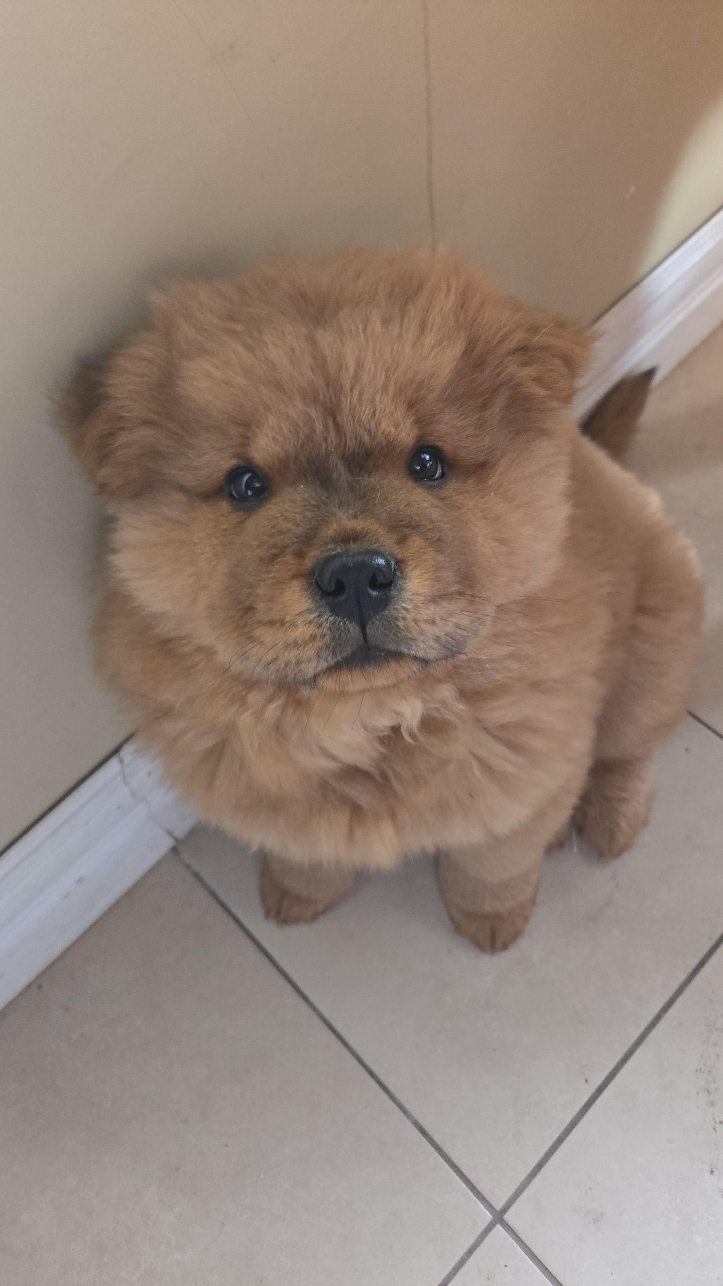 Photo of Chow chow puppy