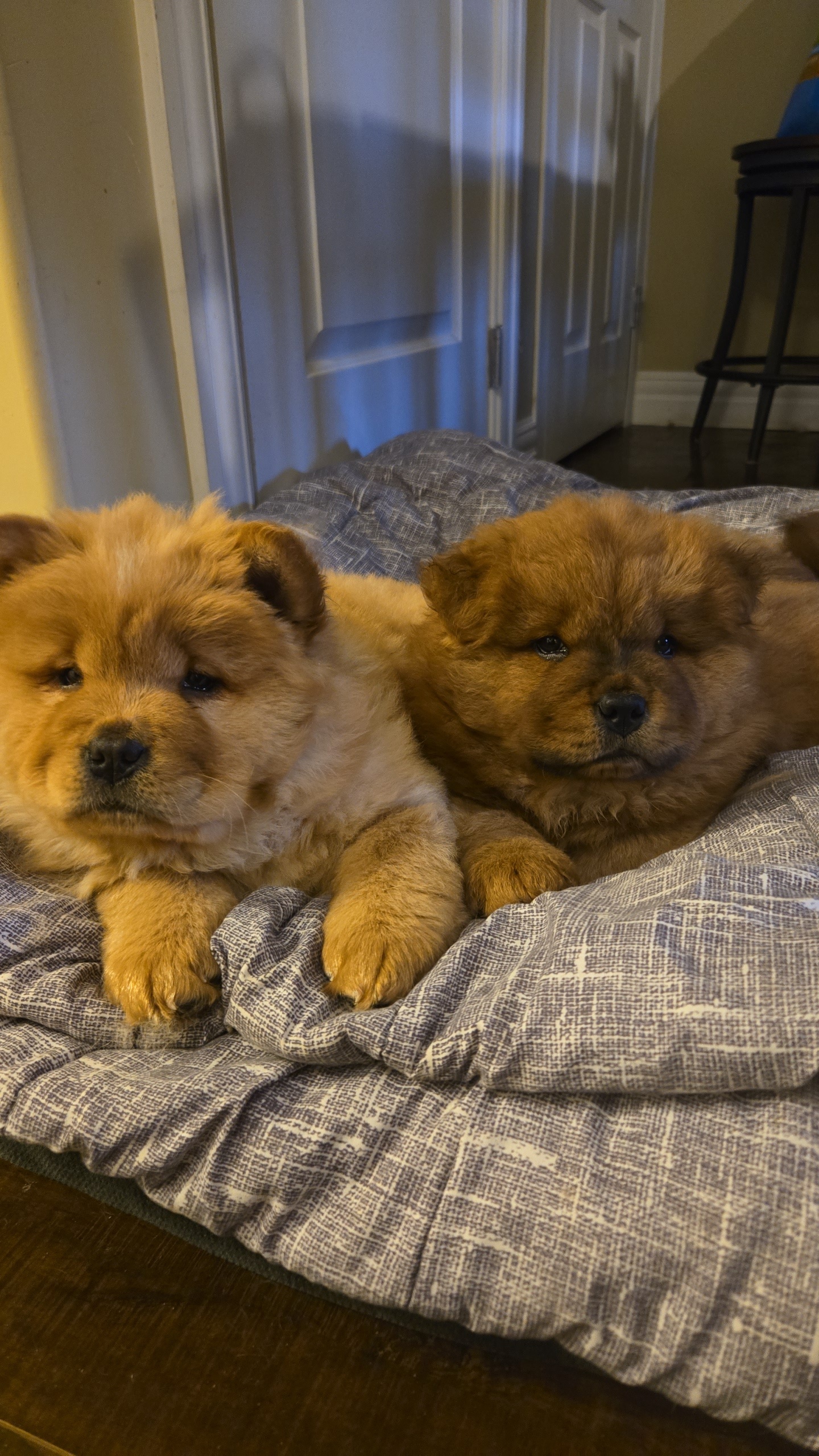Photo of Chow chow puppy