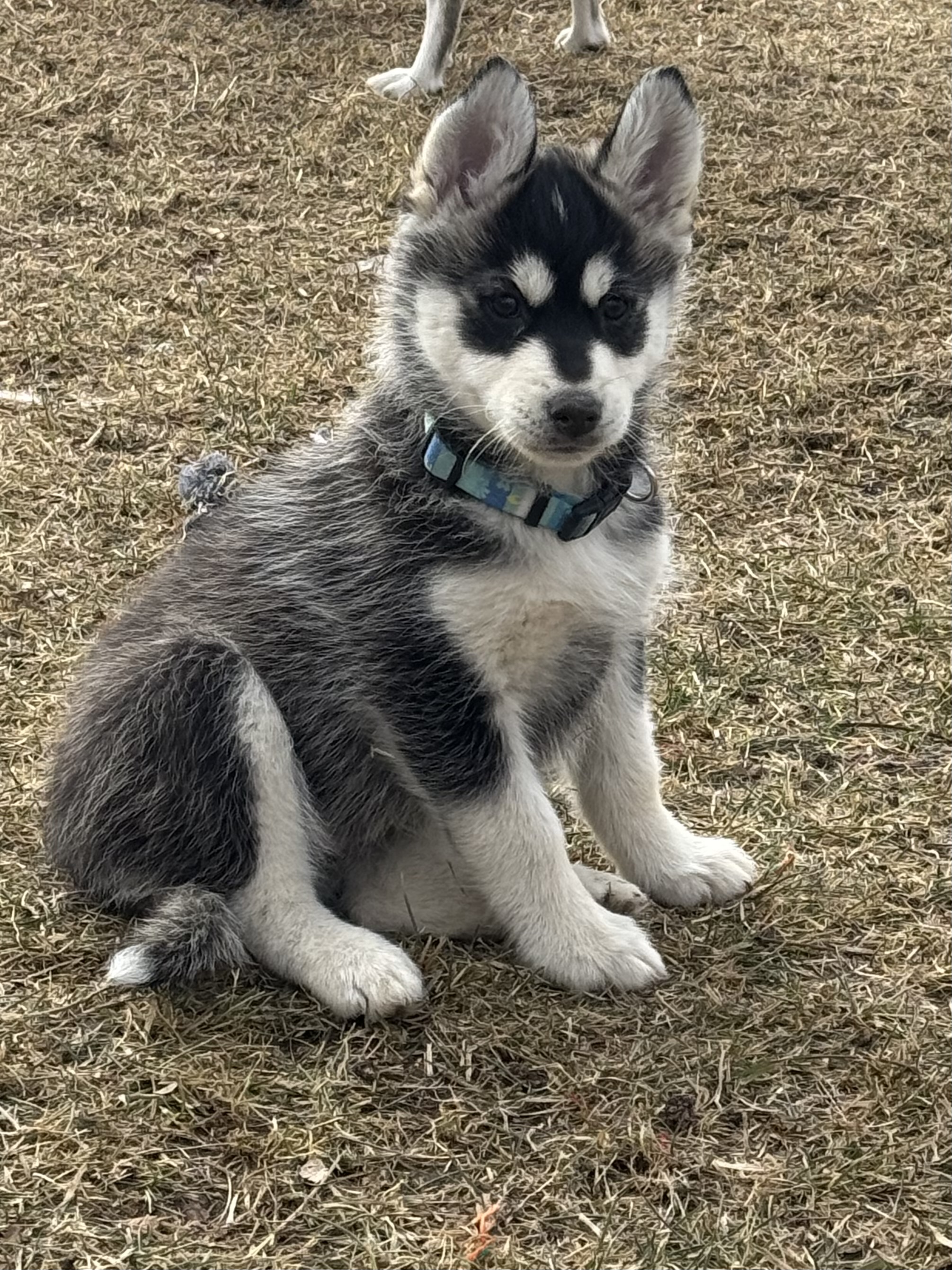 Photo of Pomsky male pup