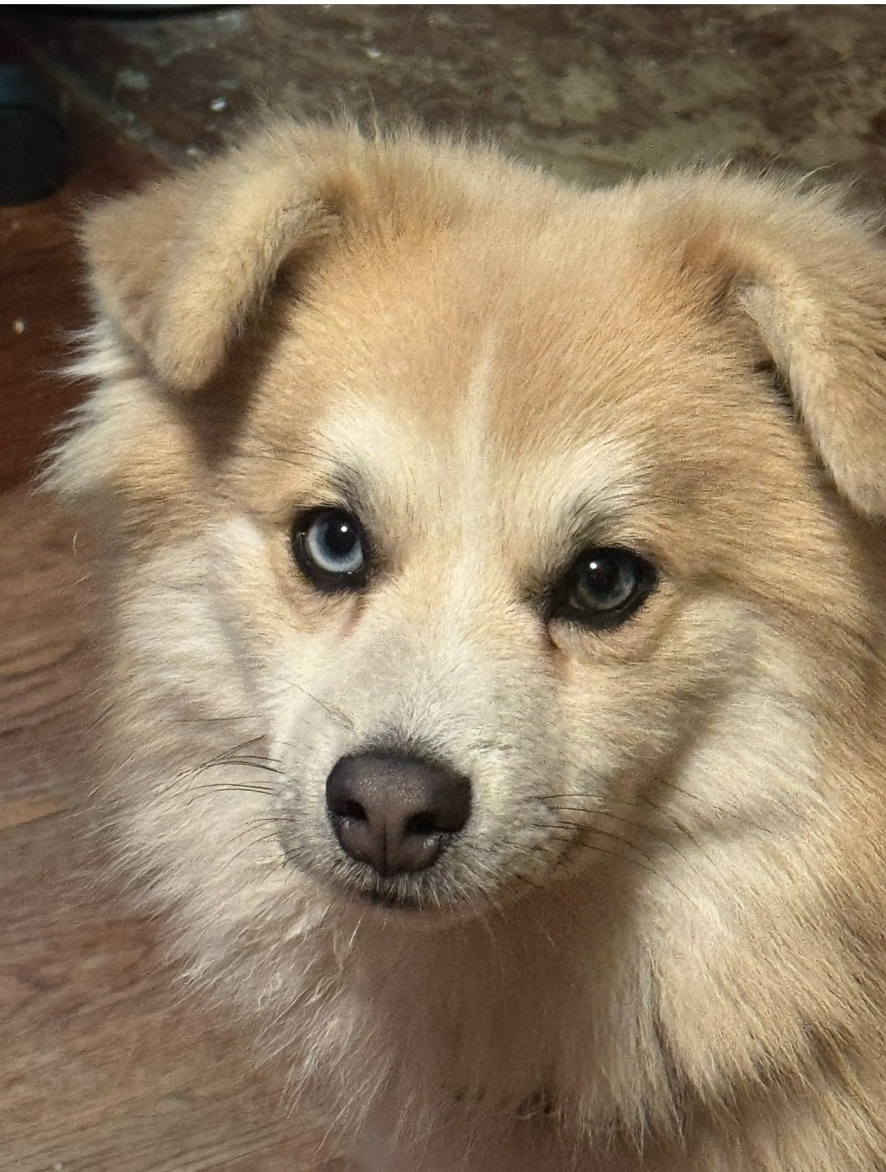 Photo of Pomeranian husky cross
