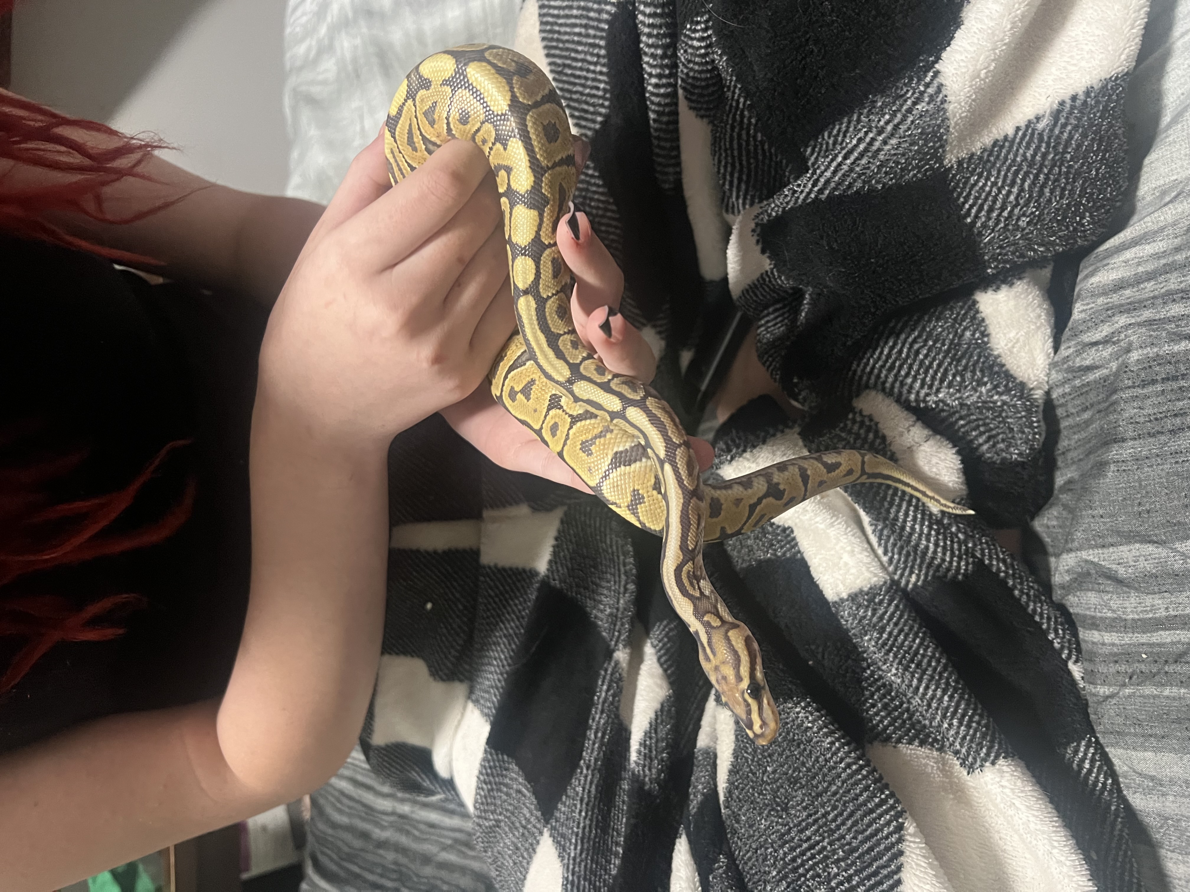 Photo of 7 month old ball python
