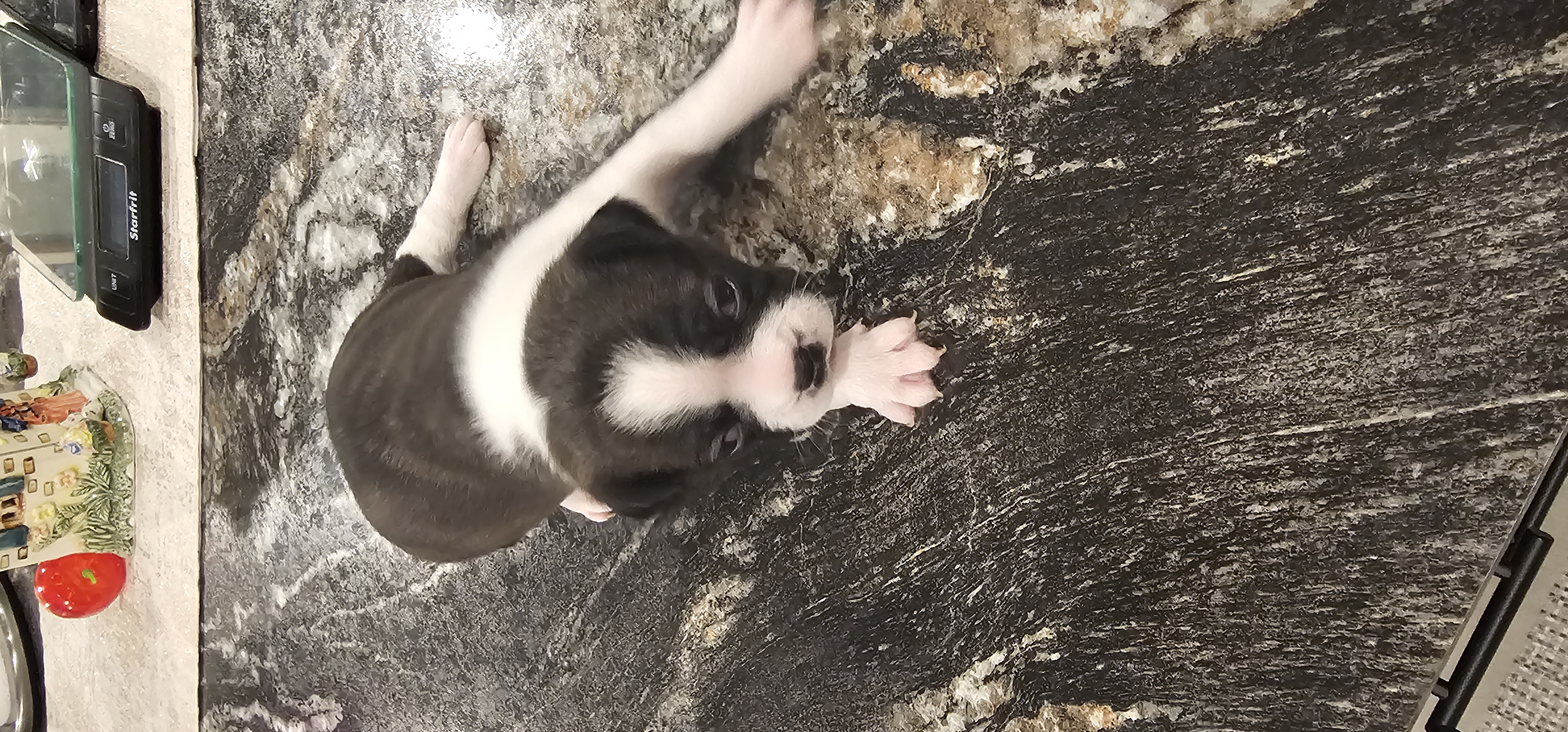 Photo of Bugg puppies for sale
