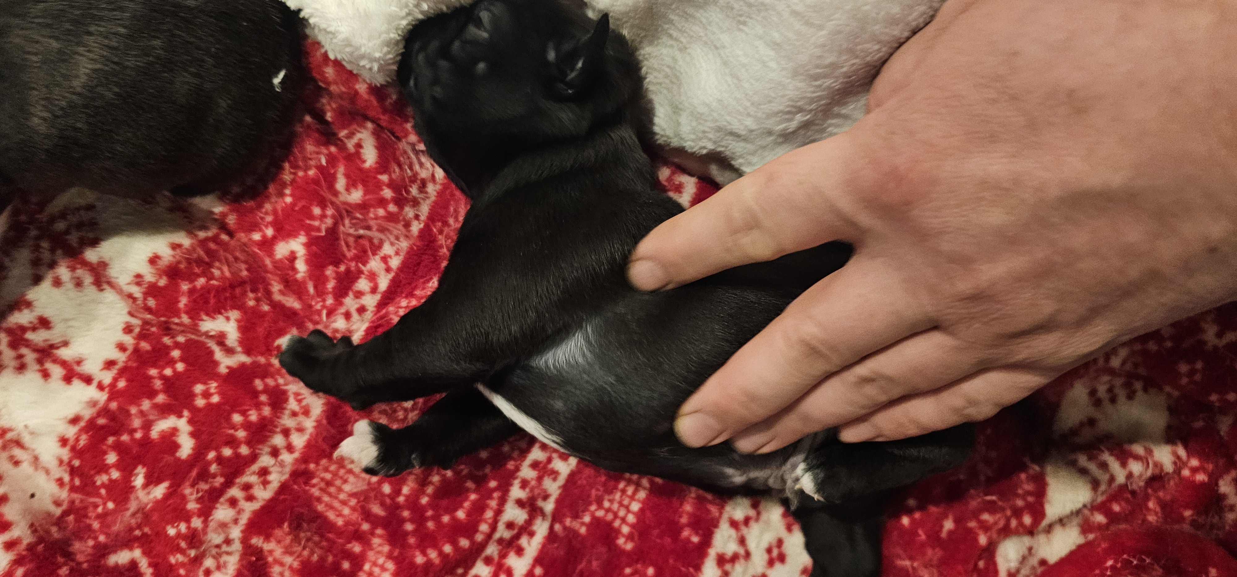 Photo of Bugg puppies for sale