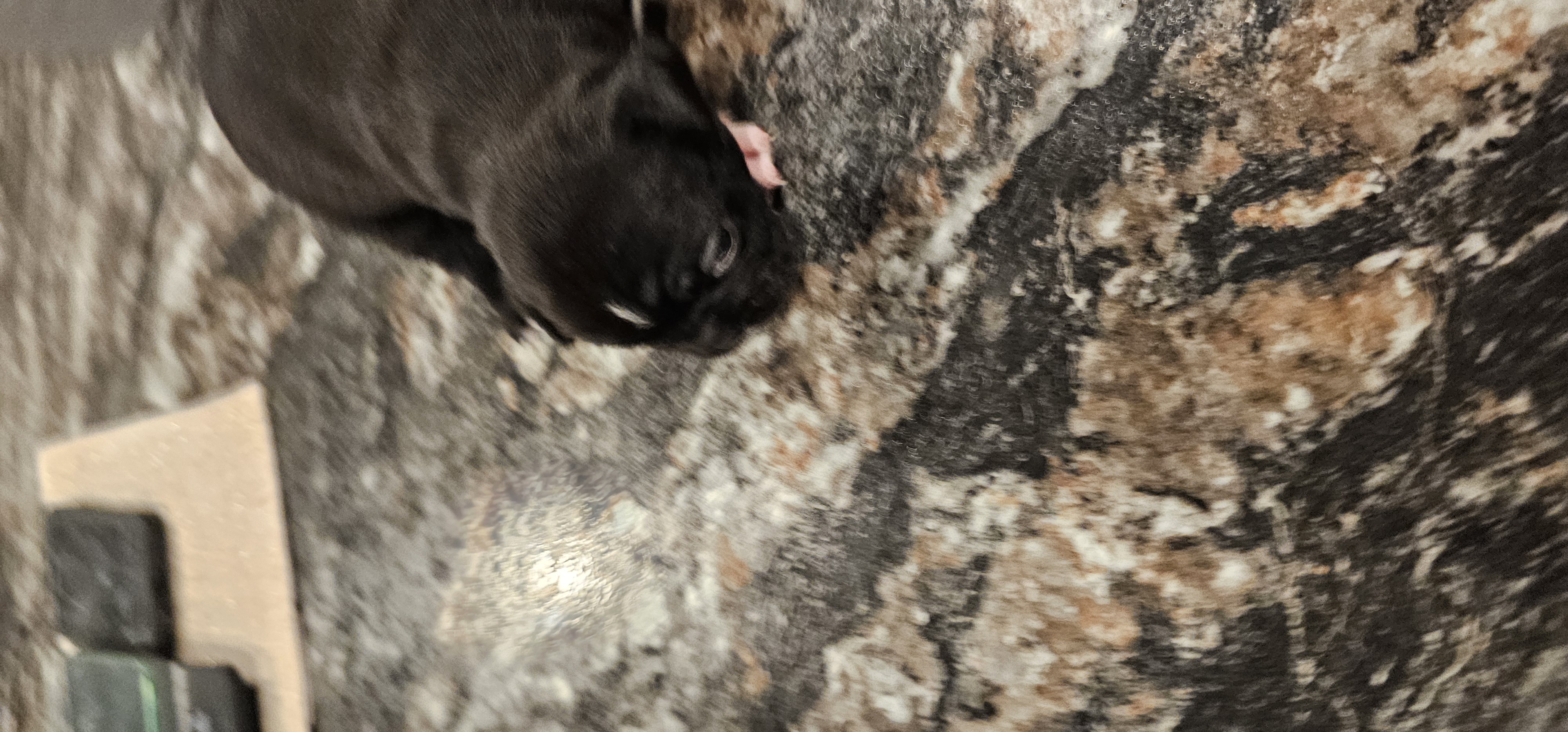 Photo of Bugg puppies for sale