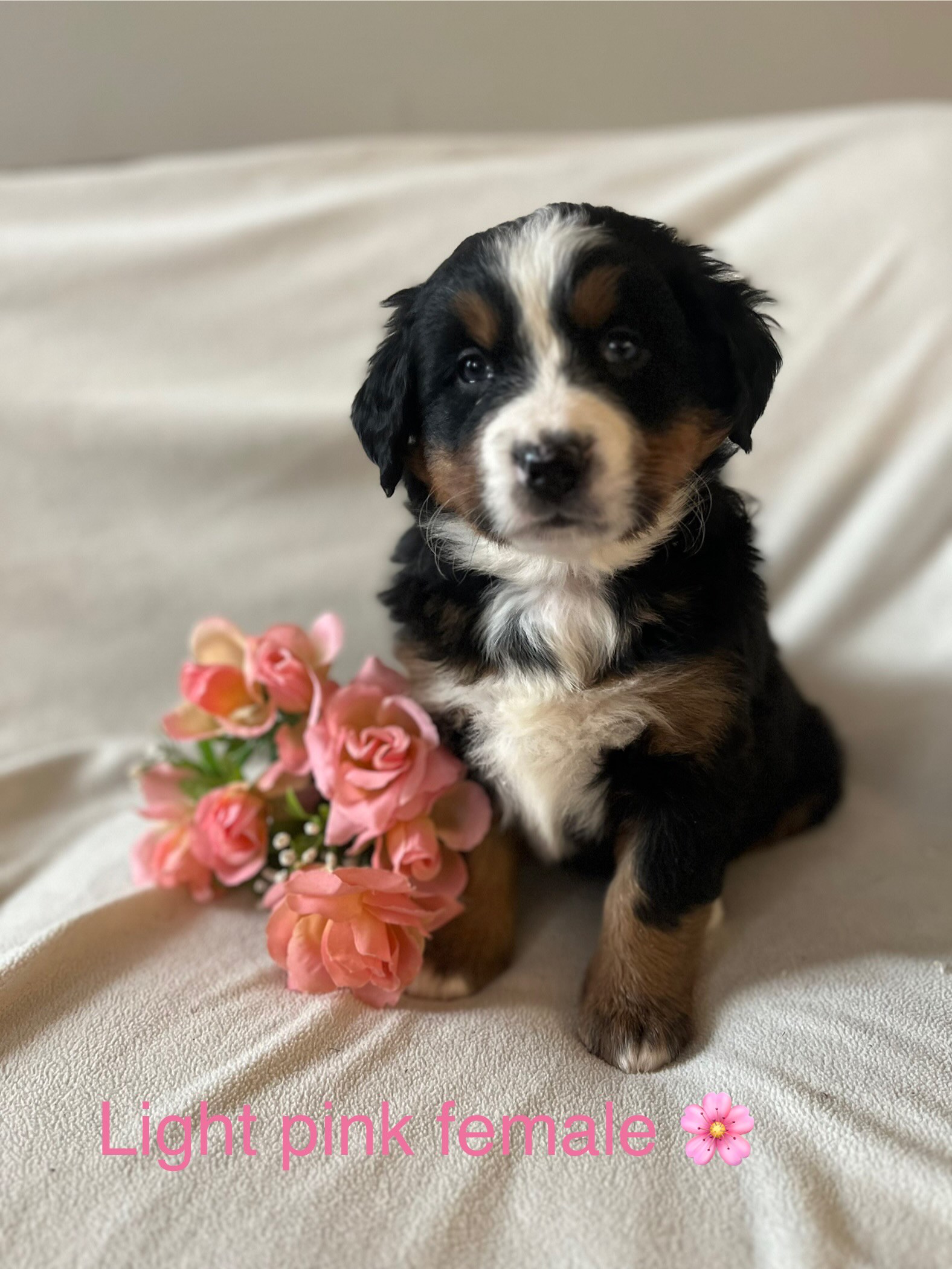 Photo of Bernese Puppies Airdrie, AB