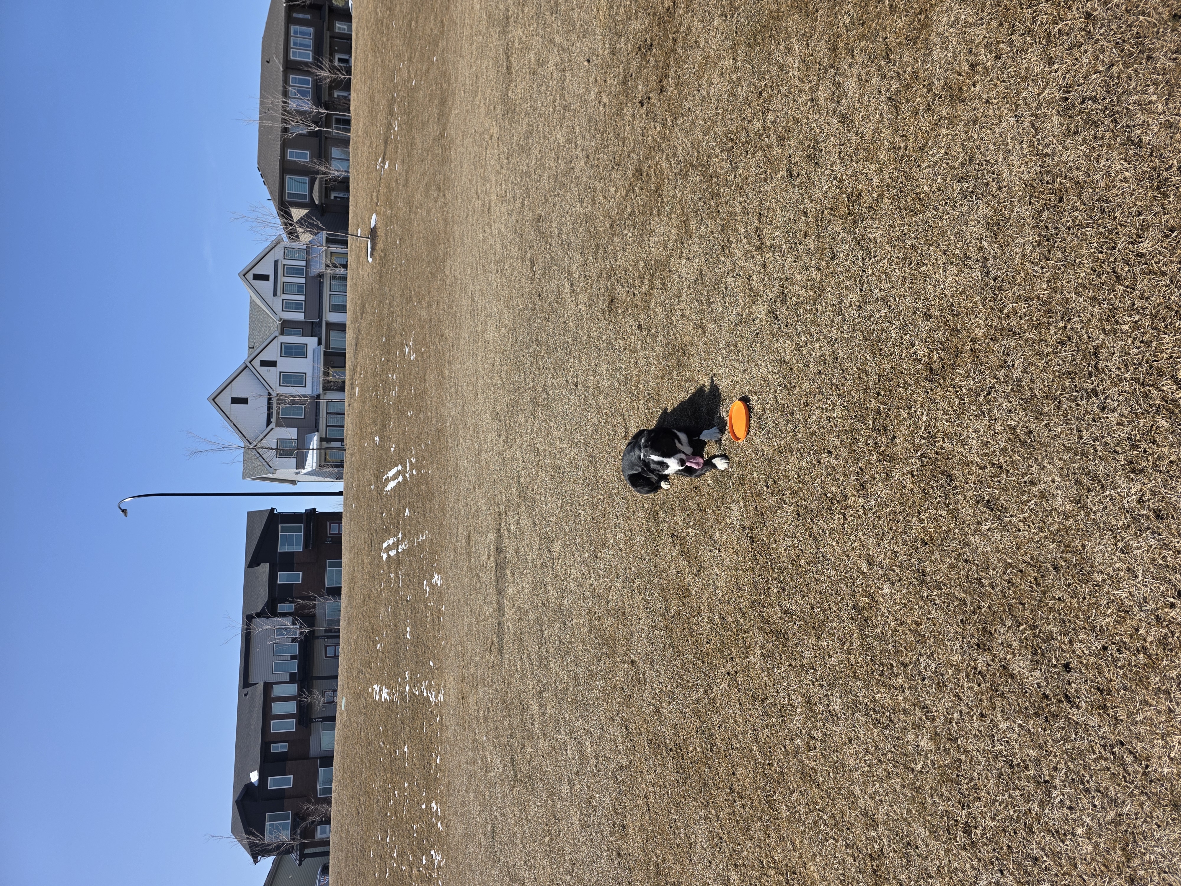 Photo of border Collie / black lab ready for stud
