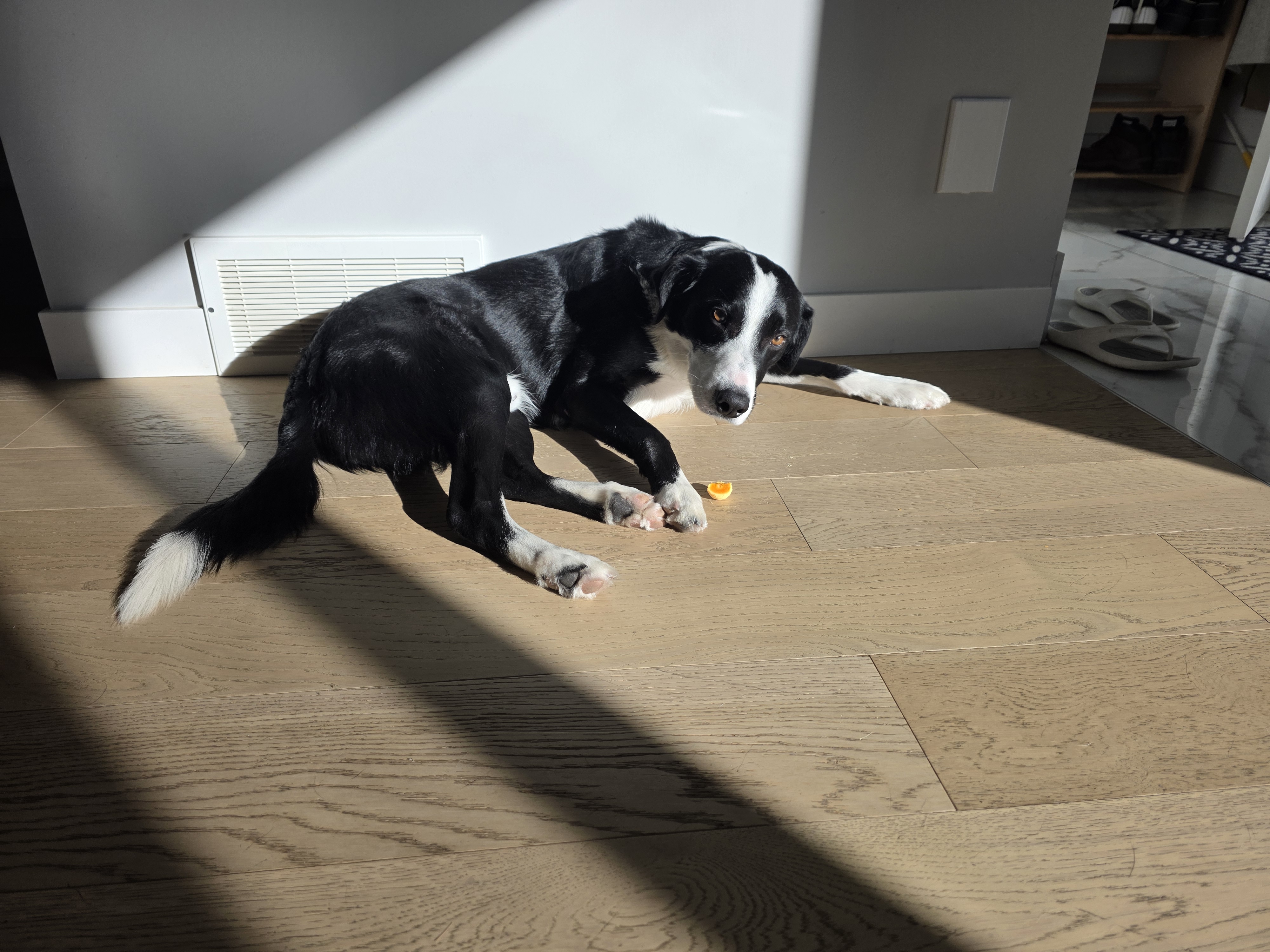 Photo of border Collie / black lab ready for stud