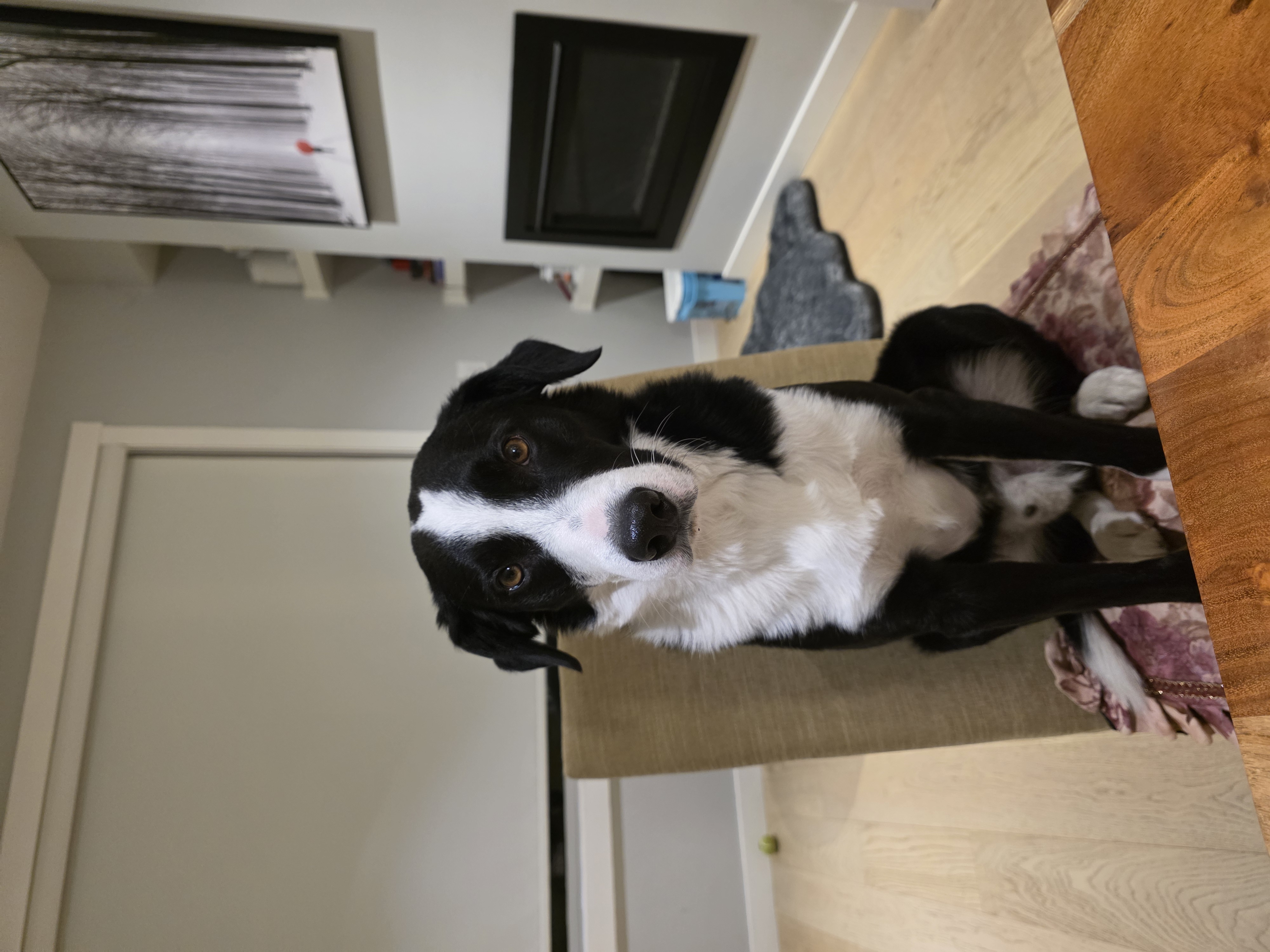 Photo of border Collie / black lab ready for stud