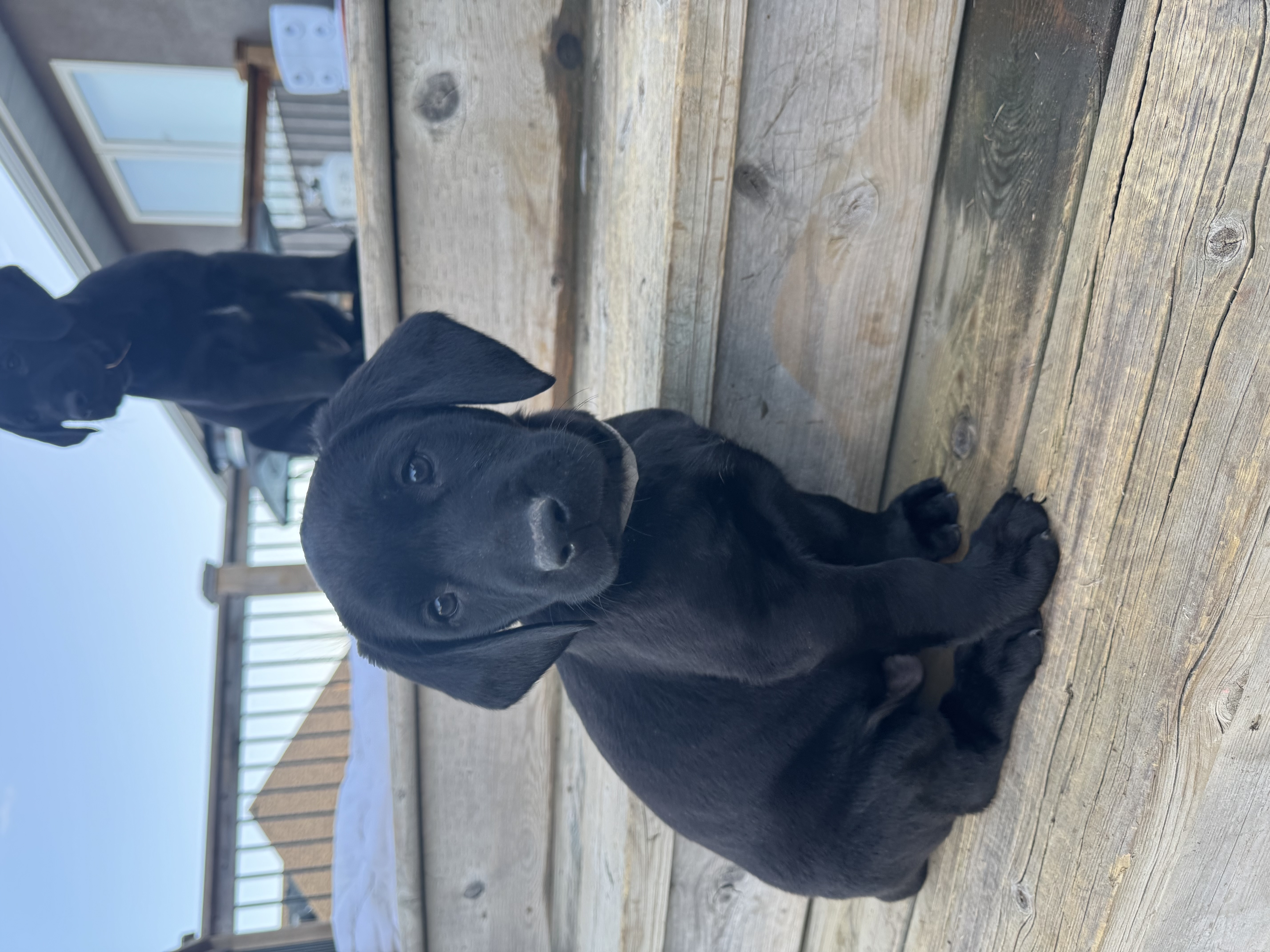 Photo of Chesadore Retriever puppies 