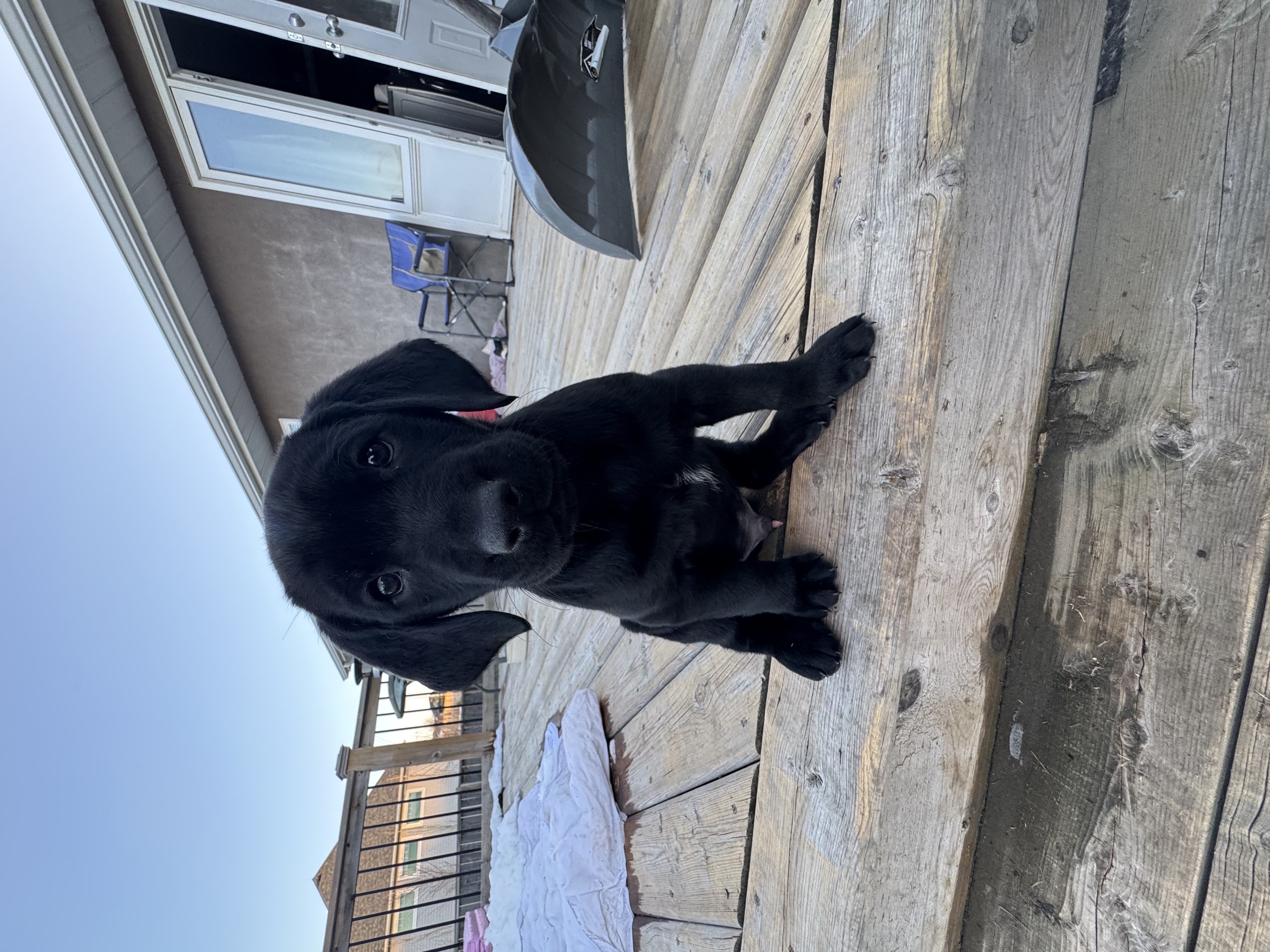 Photo of Chesadore Retriever puppies 