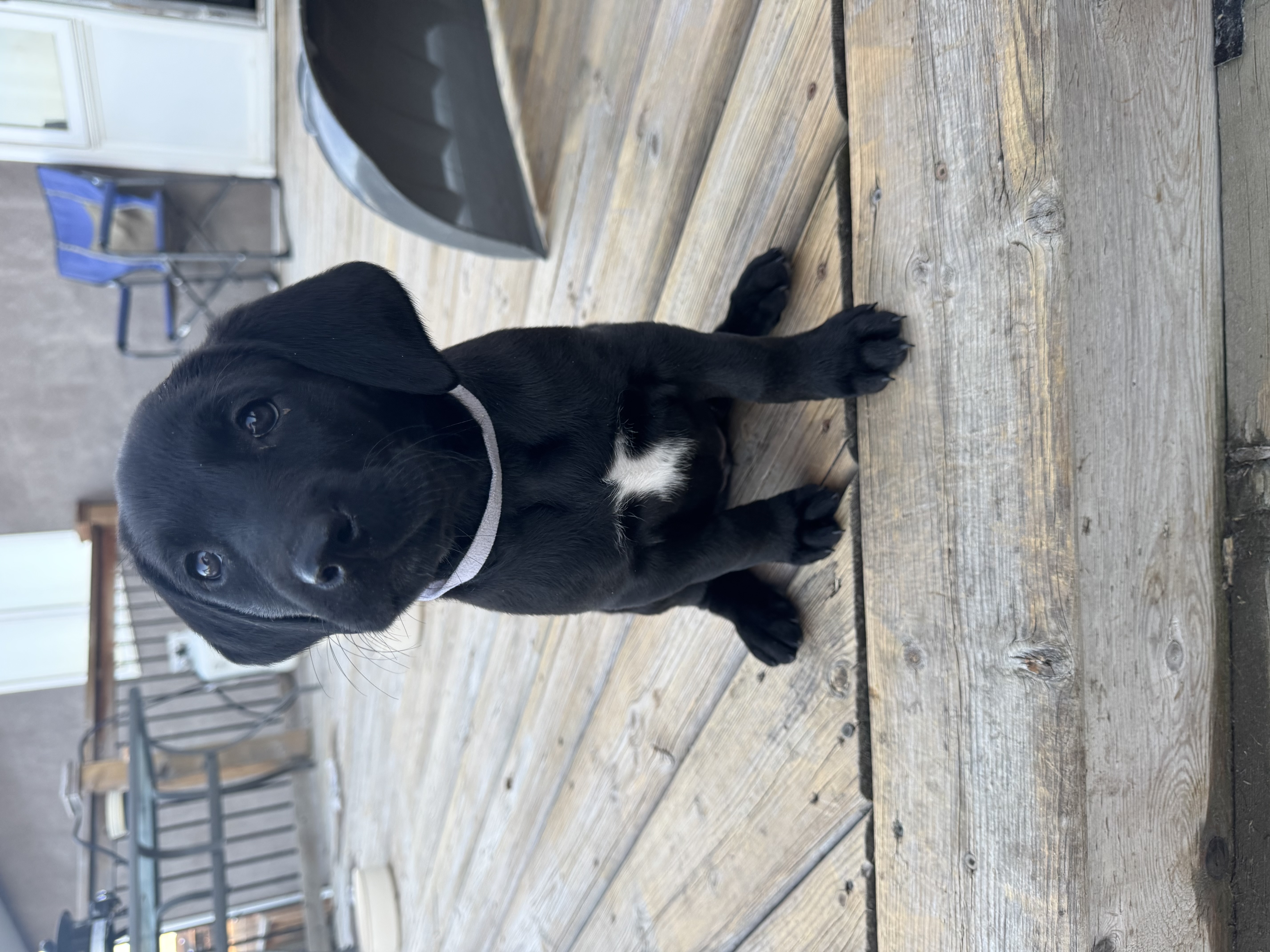 Photo of Chesadore Retriever puppies 