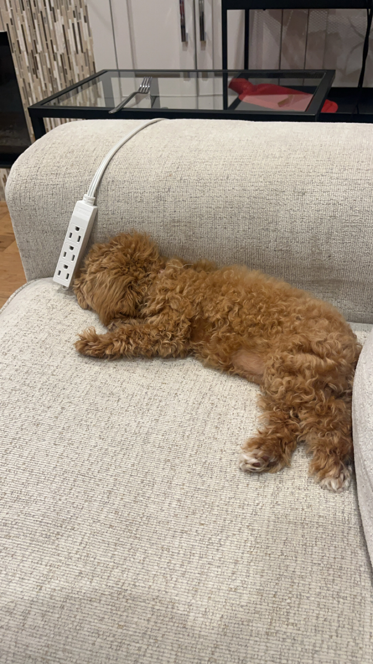 Photo of Mini poodle (Sunny)