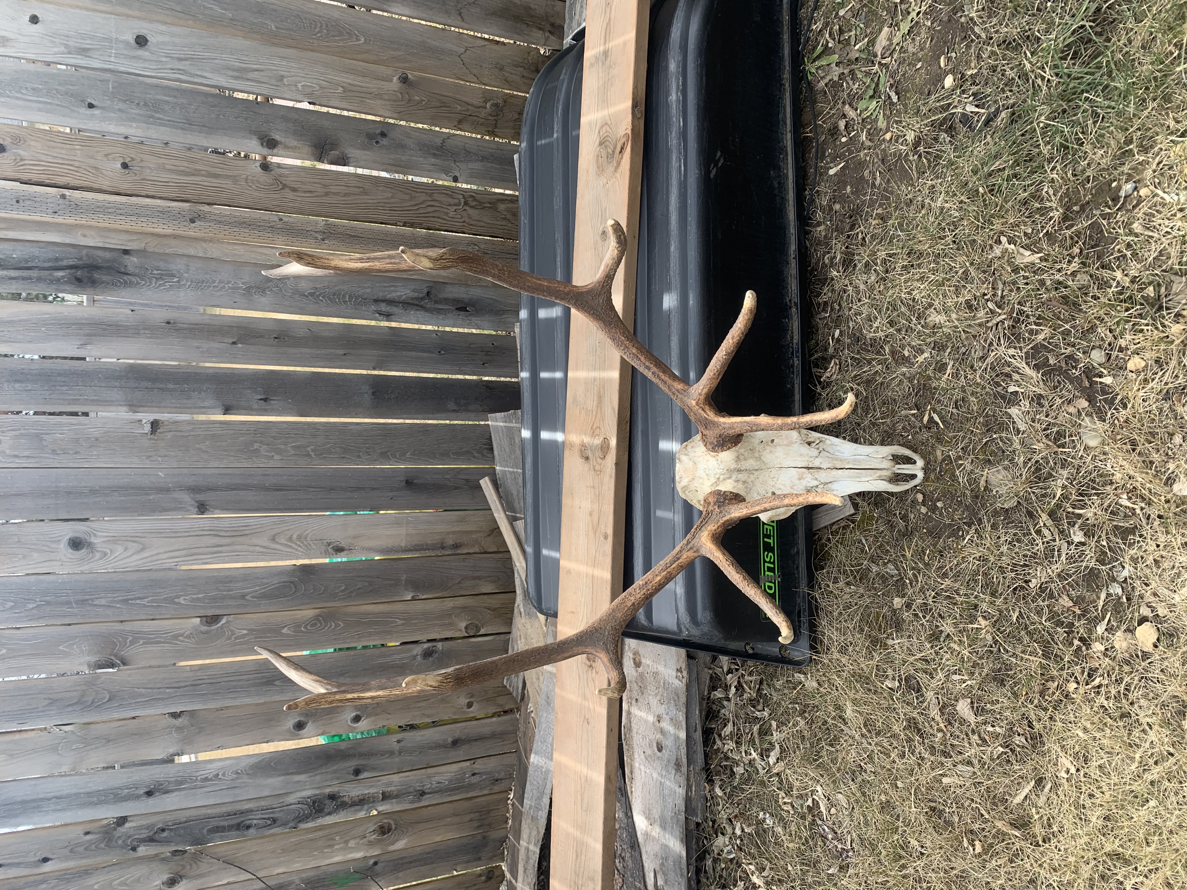 Photo of Elk antlers