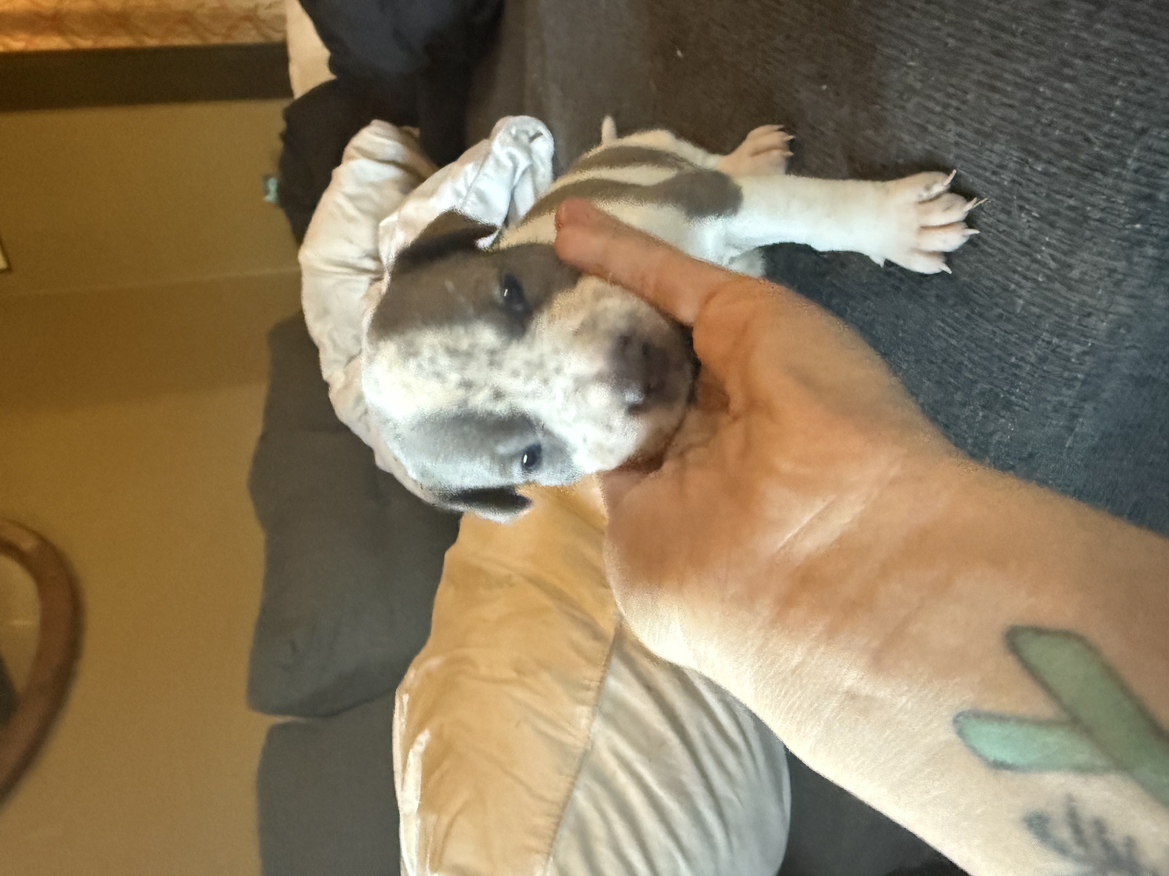 Photo of Bluenose Pitbull Pups