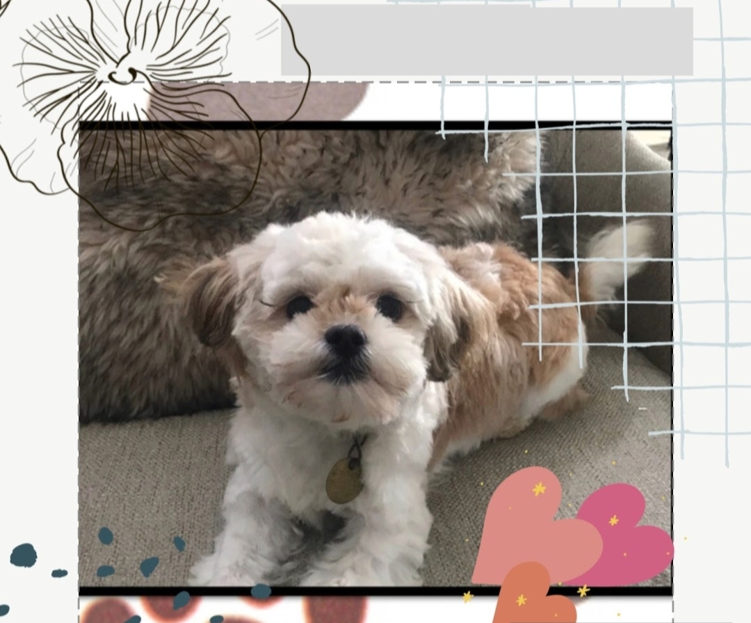 Photo of Shitzu Toy Poodle looking for a home