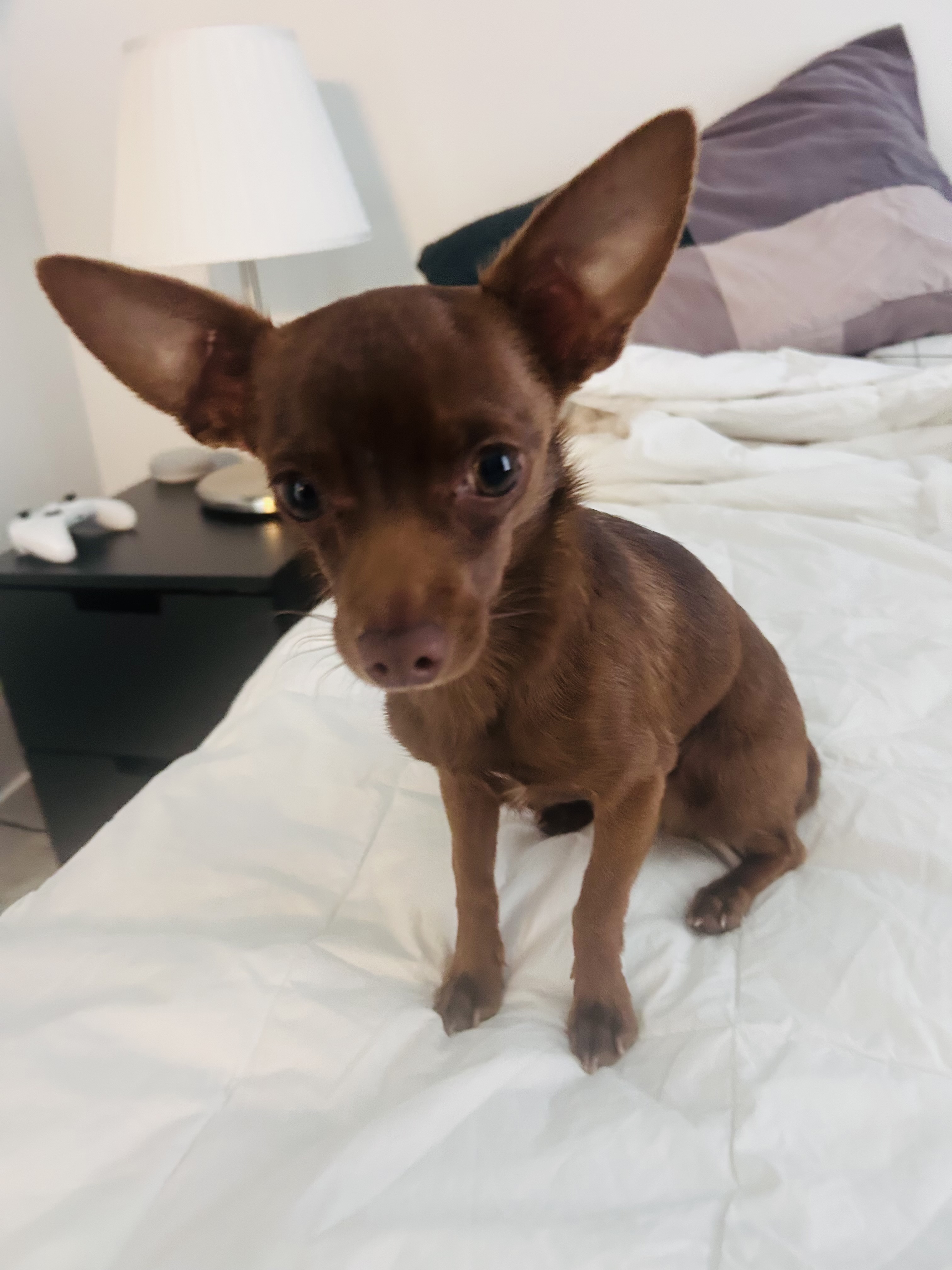Photo of Deer Head Teacup Chihuahua