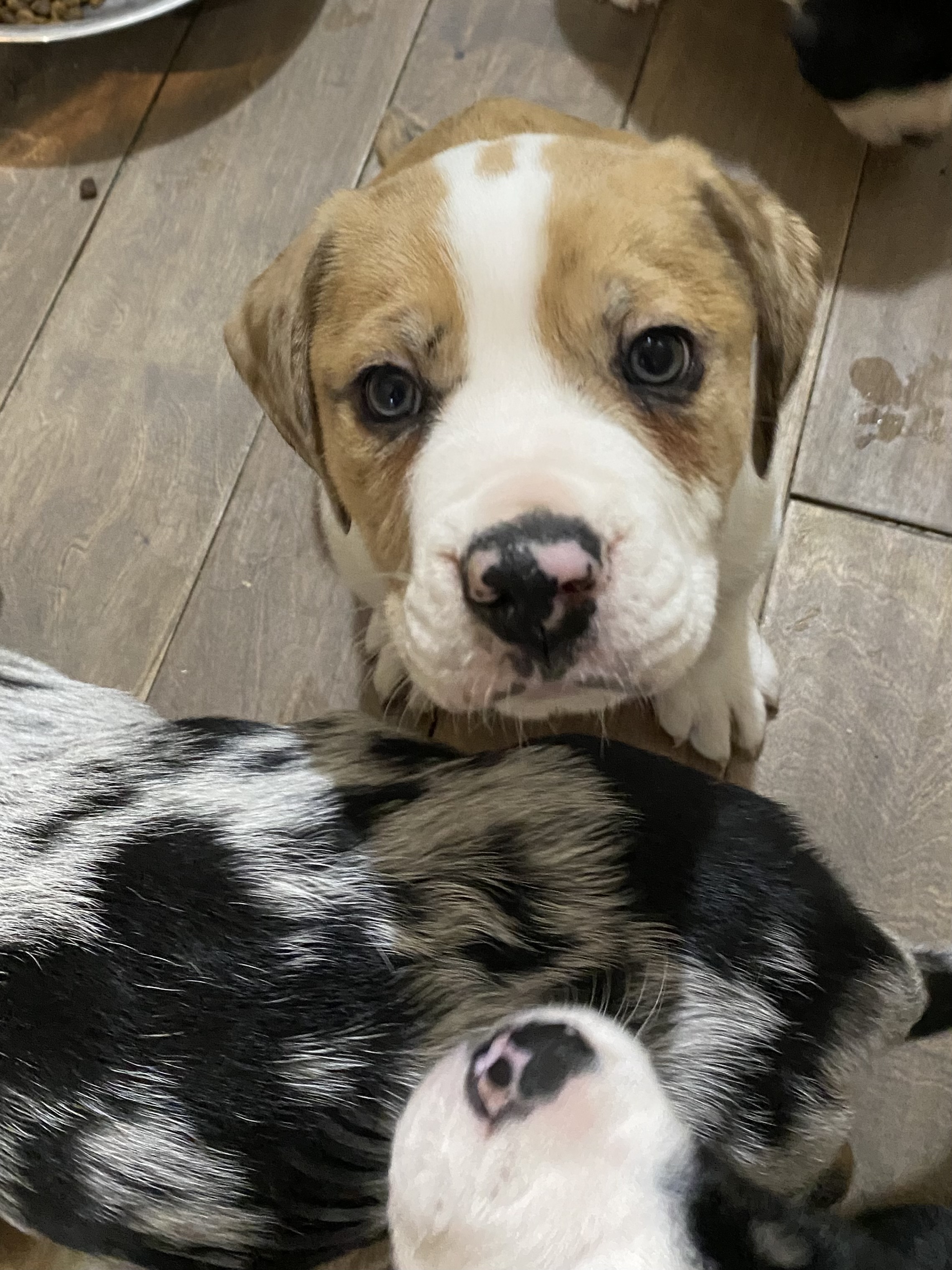 Photo of Olde English bulldogge x 