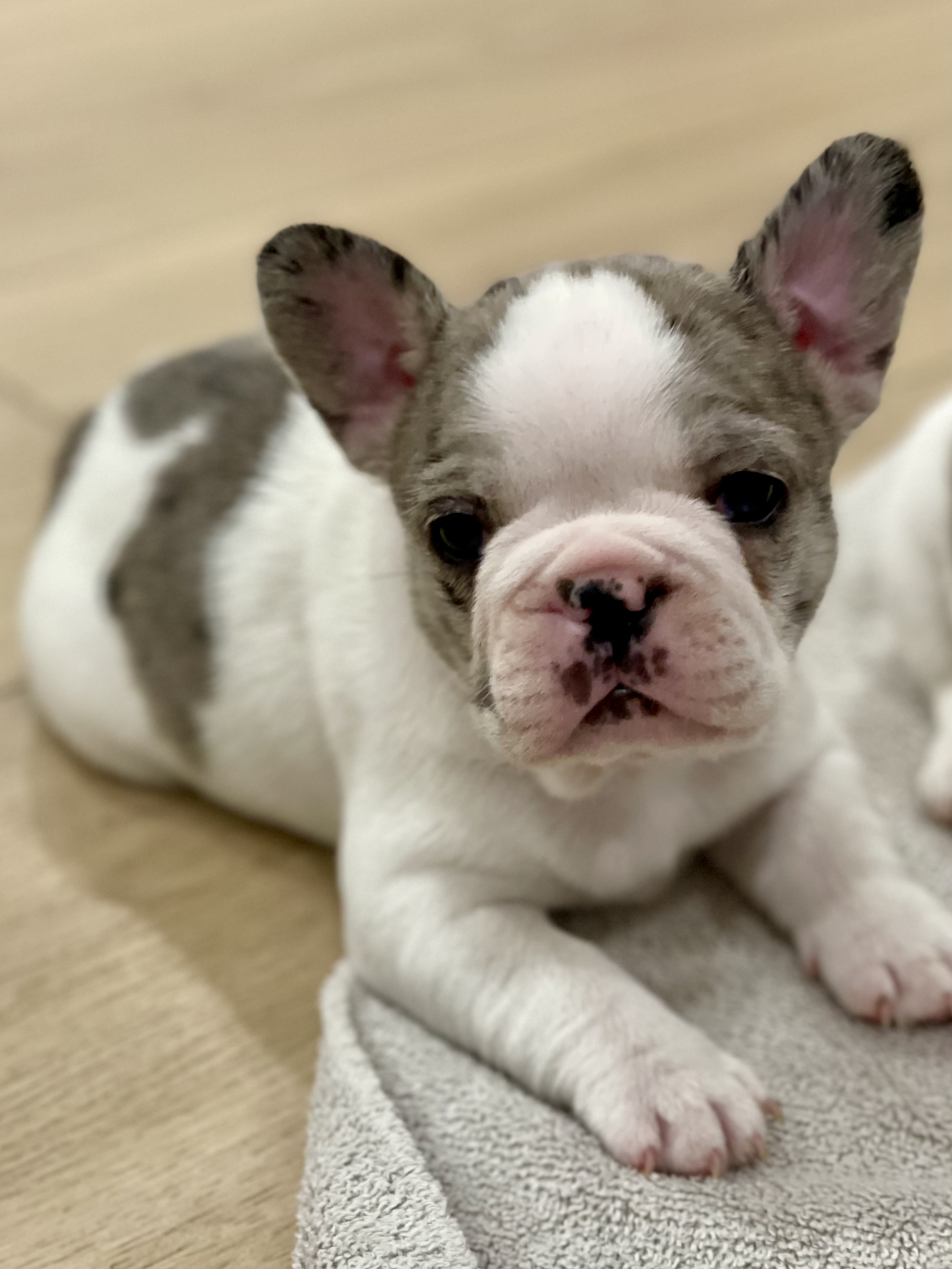Photo of Purebred French Bulldog Puppies CKC reg’d Lines