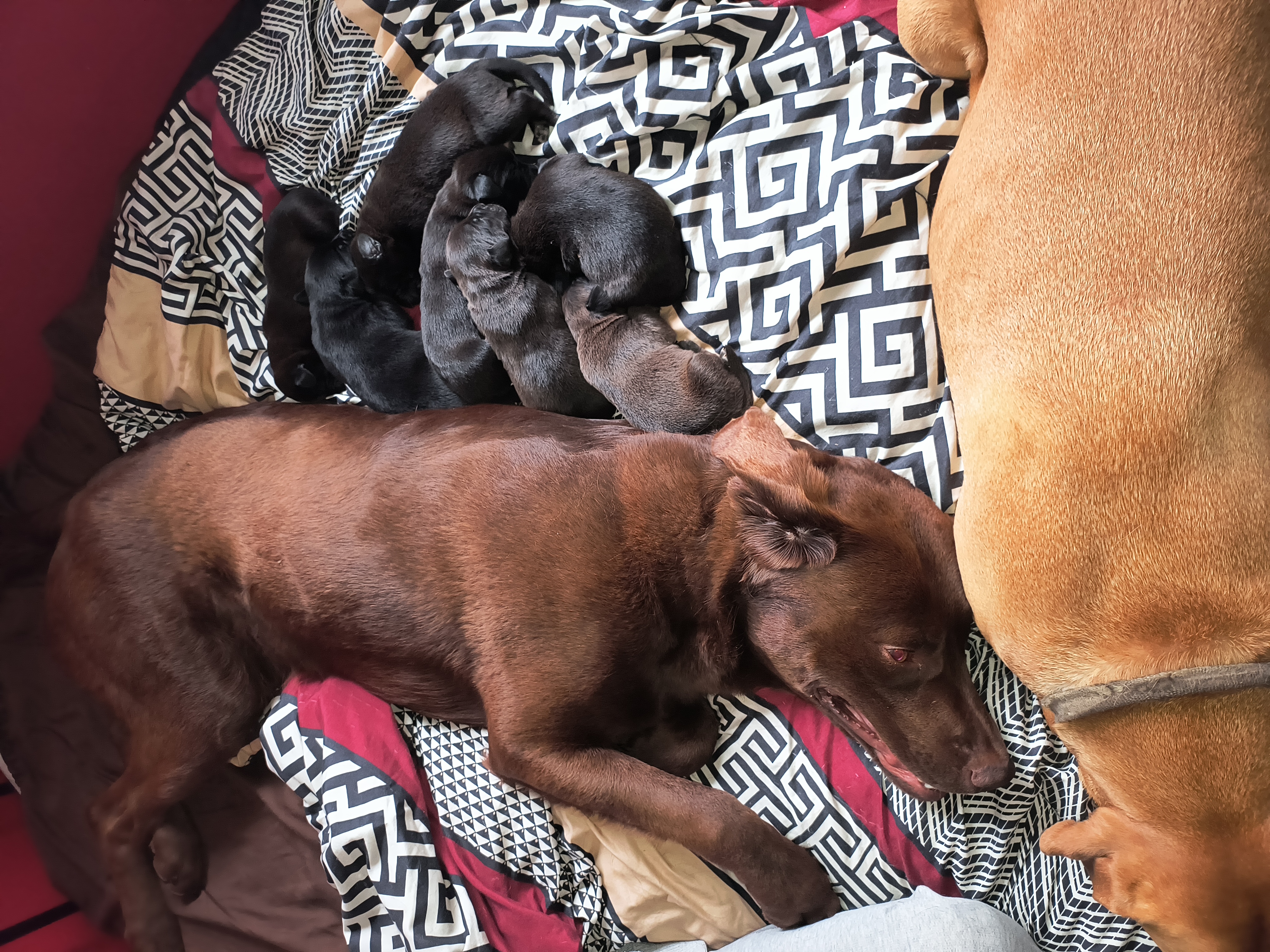 Photo of Pocket Pitty x Chesapeake Bay Retriever Puppies Born April 13th ,2025