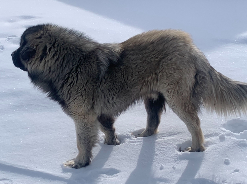 Photo of 8 beautiful Great Pyrenees / Ovcharka Caucasian Shepherd Puppies, 1 male, 7 females