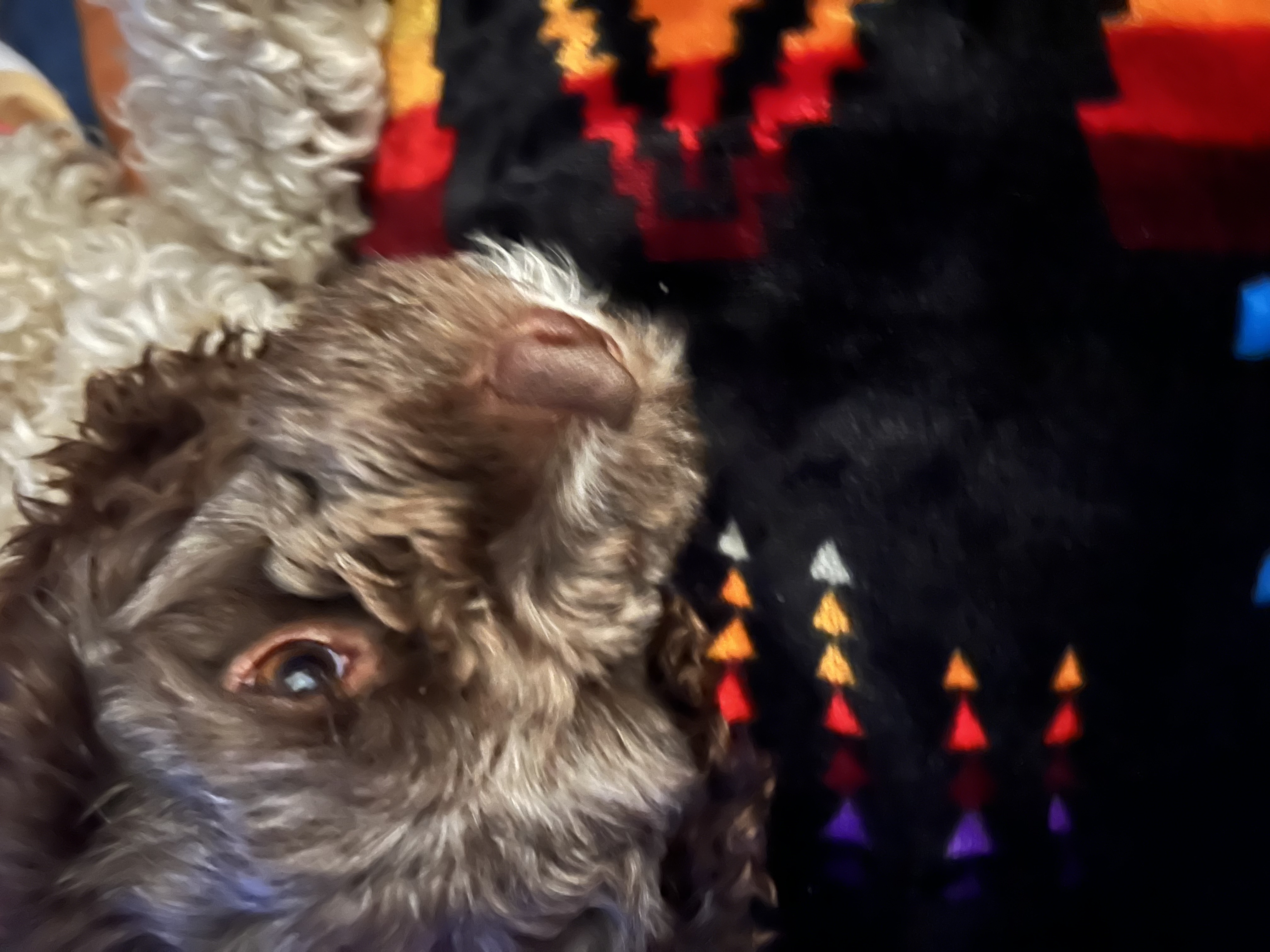 Photo of Mini Poodle